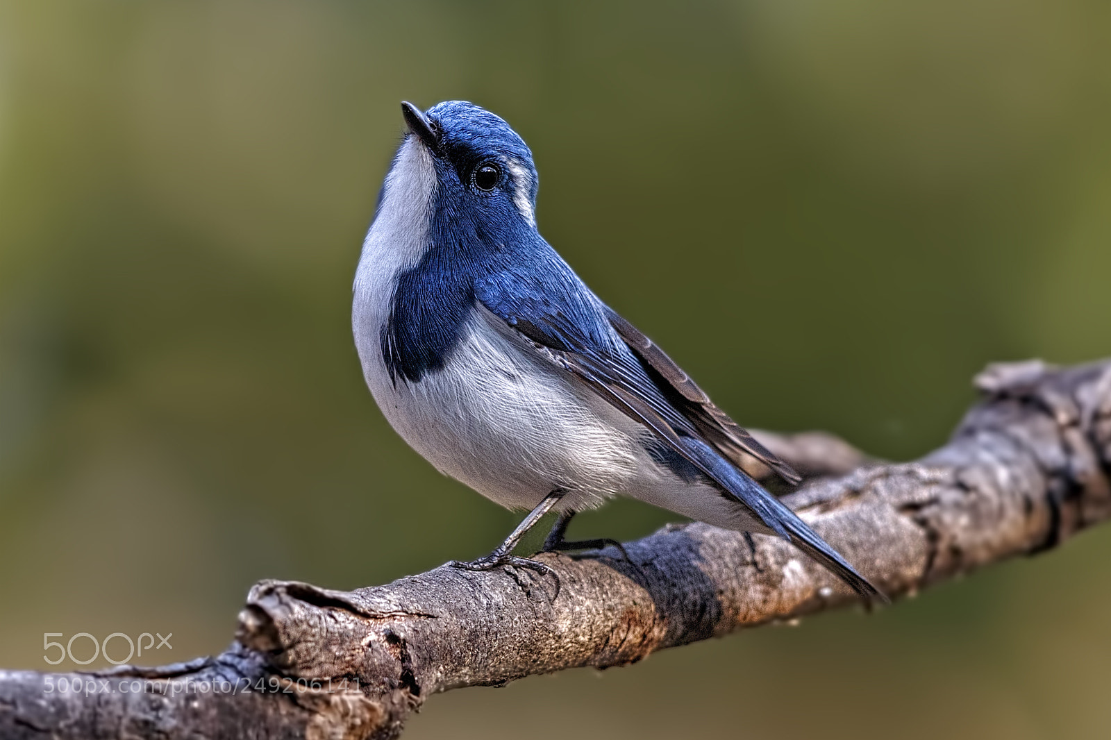 Canon EOS 7D Mark II sample photo. Ultramarine fly catcher photography
