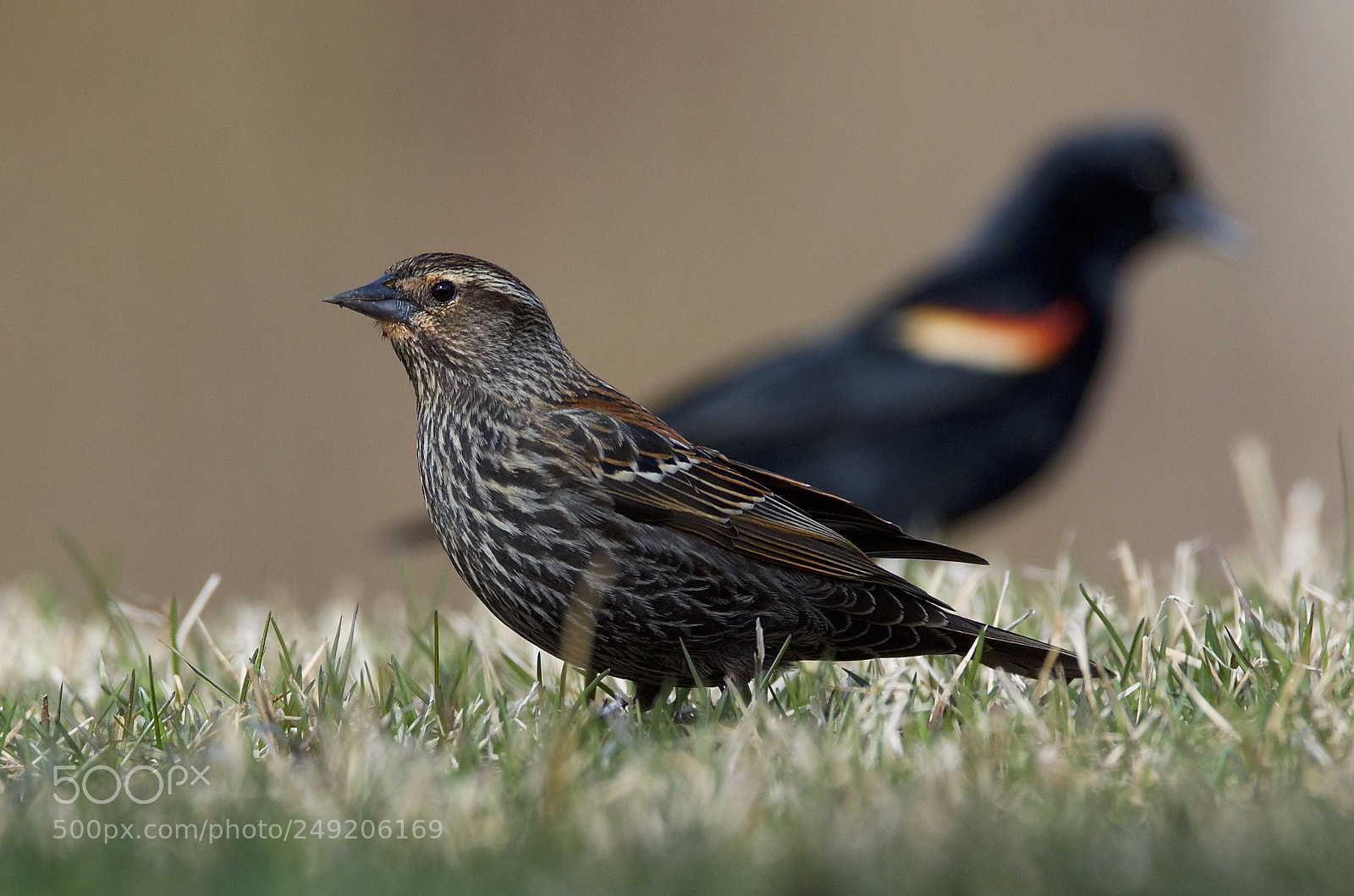 Nikon D7000 sample photo. Red-winged female photography