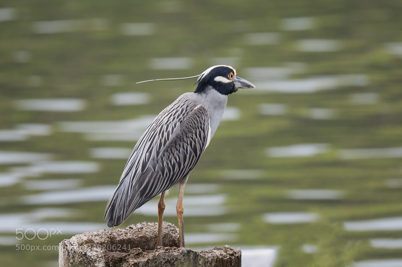 Olympus OM-D E-M1 Mark II sample photo. Heron costa rica photography