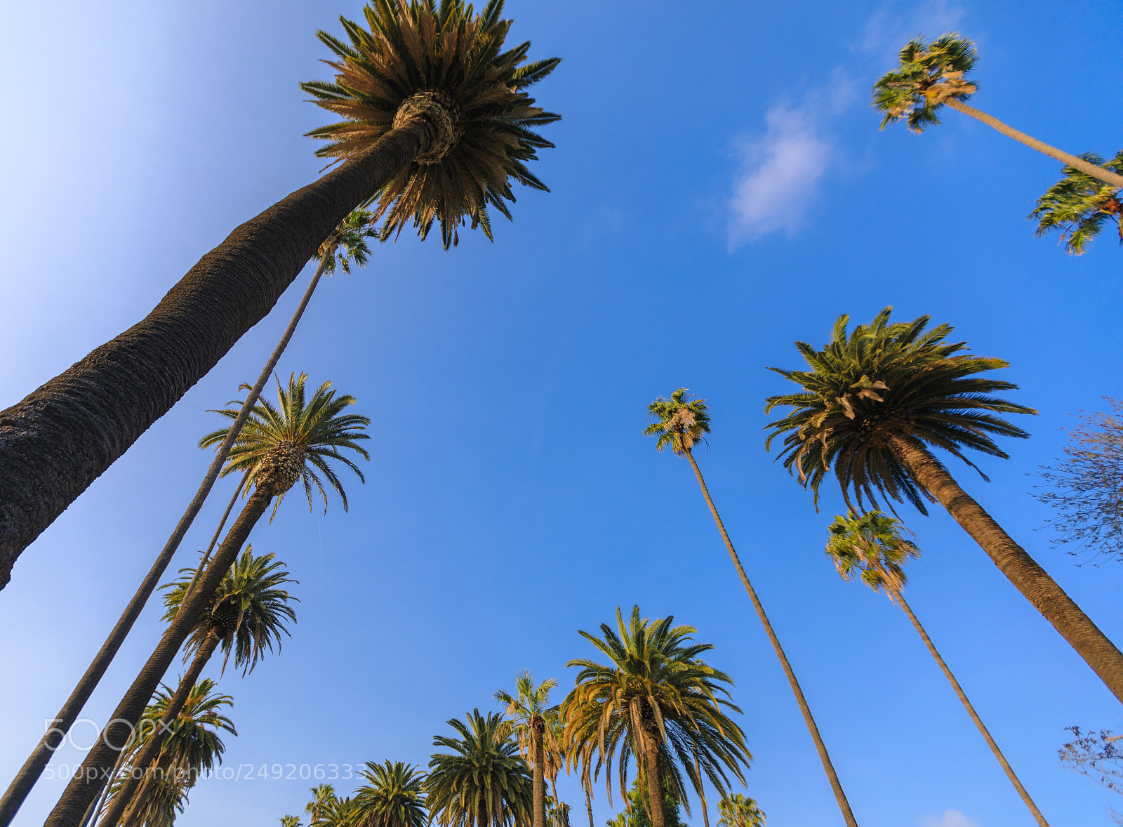 Canon EOS 5D Mark IV sample photo. Palm trees photography
