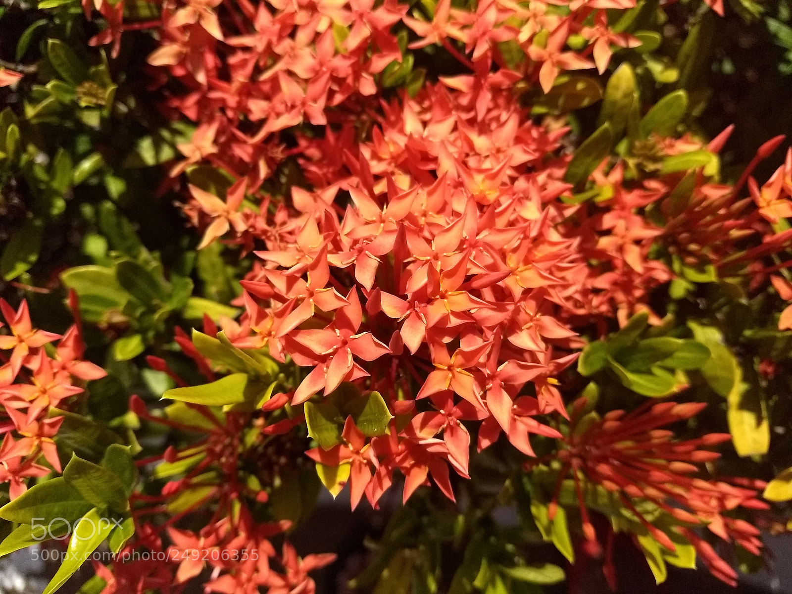 Motorola Moto Z (2) Play sample photo. Untitled photography