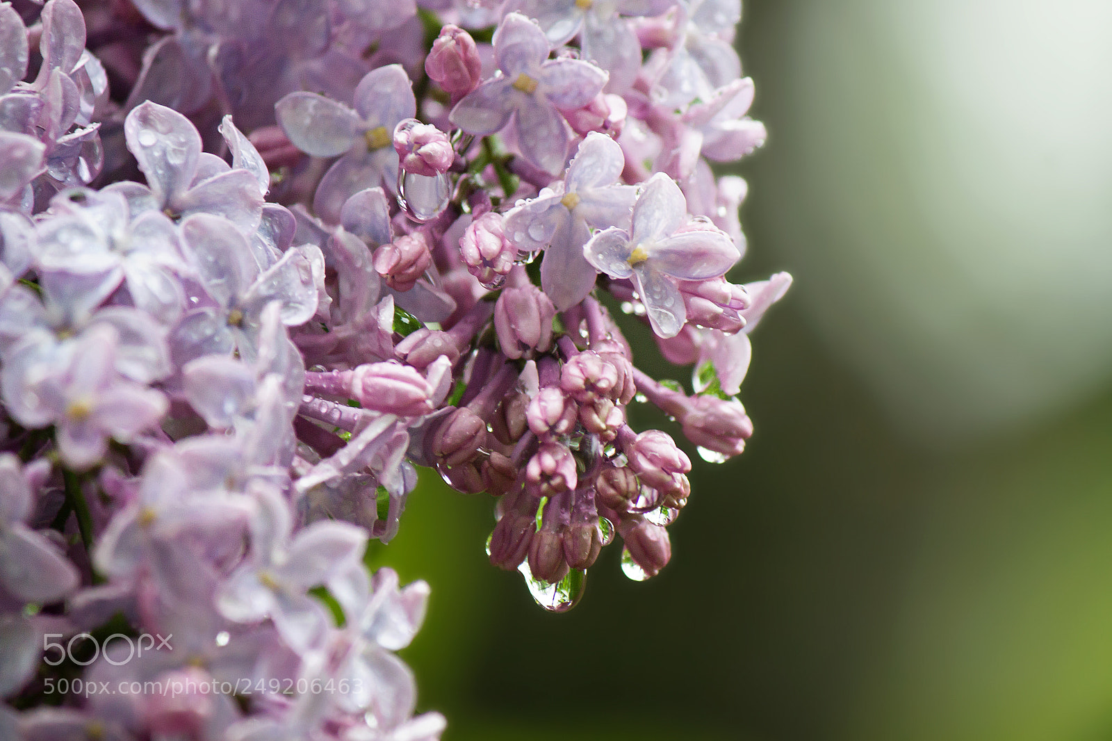 Canon EOS 500D (EOS Rebel T1i / EOS Kiss X3) sample photo. Lilac raindrops photography