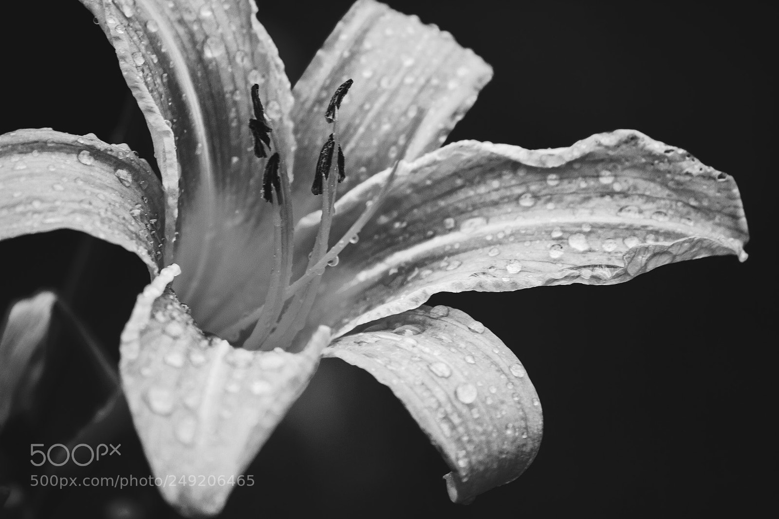 Canon EOS 7D sample photo. Lily after the rain photography
