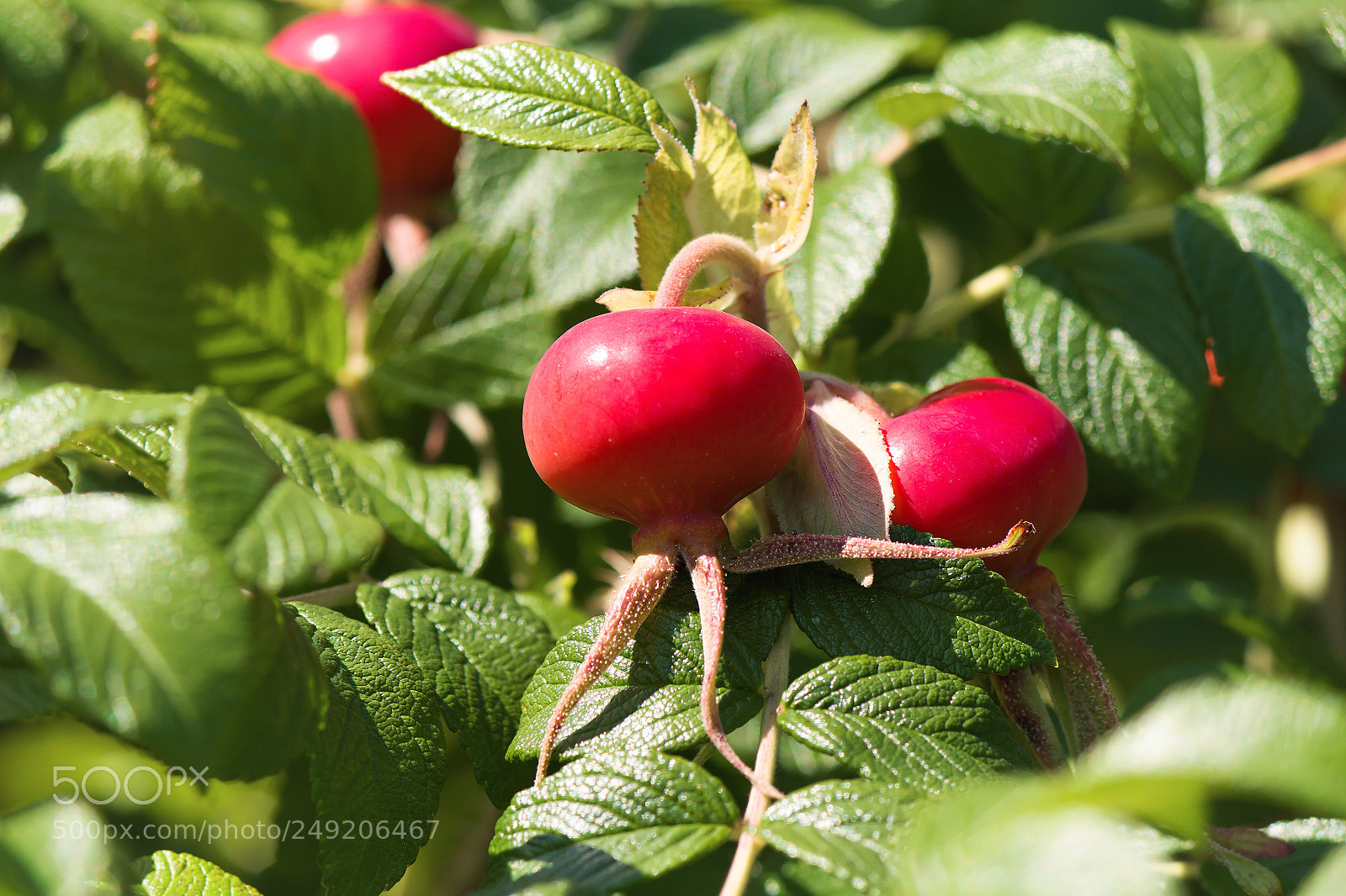 Canon EOS 7D sample photo. Tentacle fruit photography