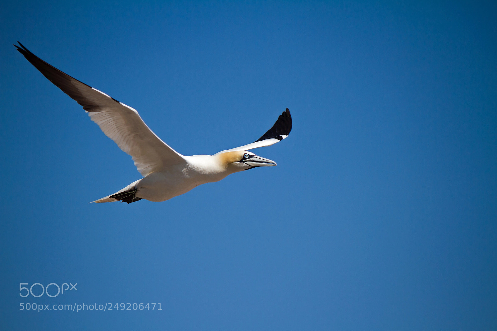 Canon EOS 7D sample photo. Au vol photography