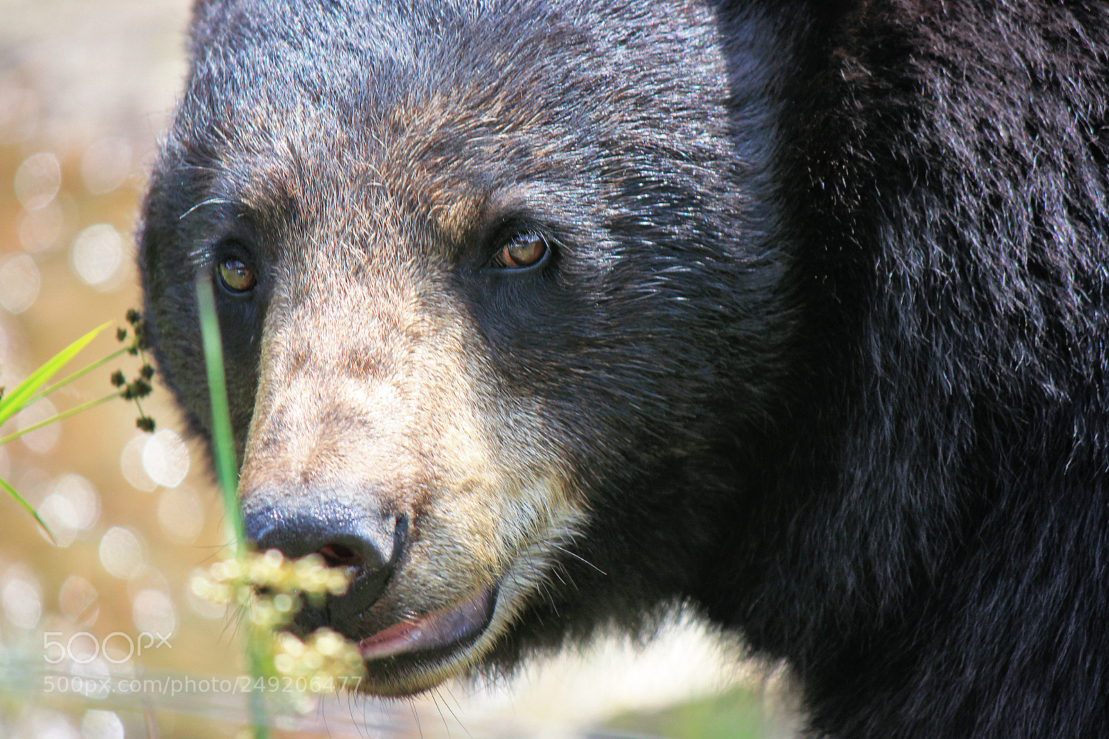 Canon EOS 500D (EOS Rebel T1i / EOS Kiss X3) sample photo. Regard d'ours photography