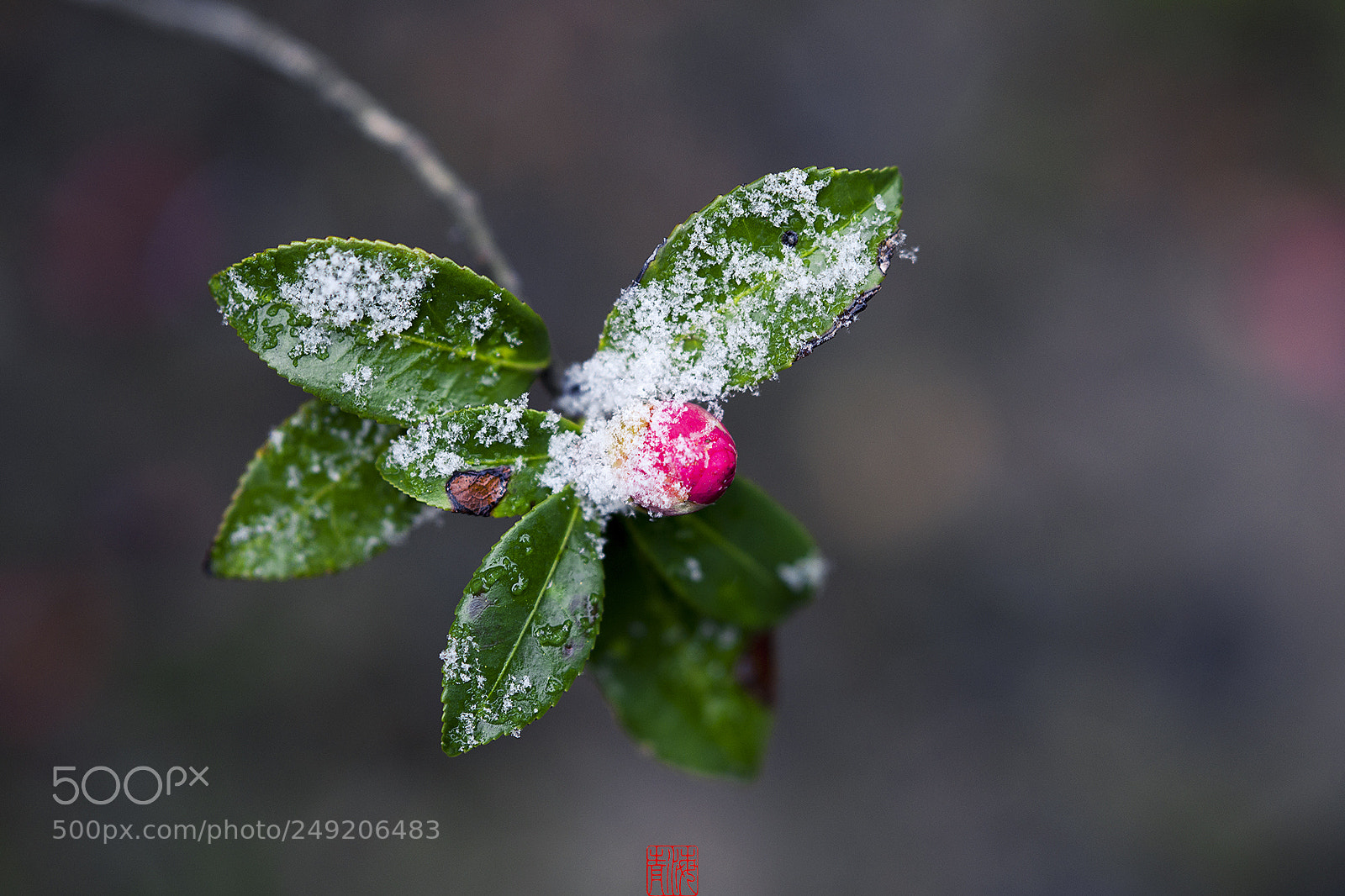 Sony Alpha DSLR-A900 sample photo. Untitled photography