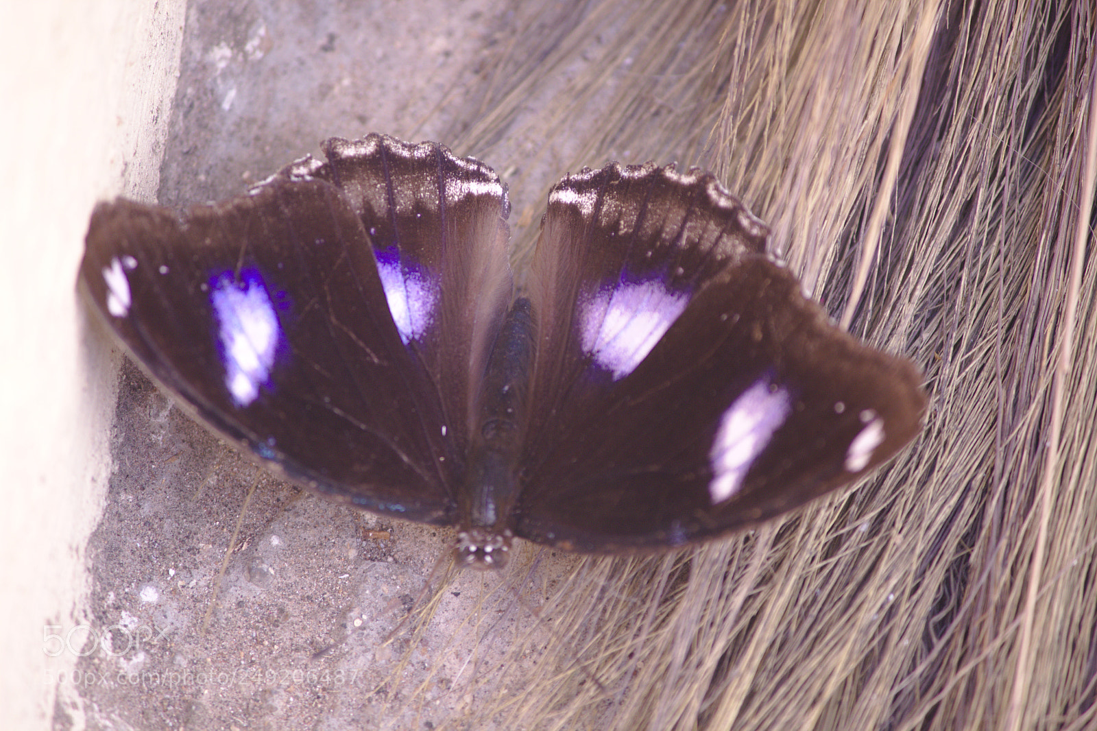 Canon EF-S 55-250mm F4-5.6 IS II sample photo. A butterfly below a photography