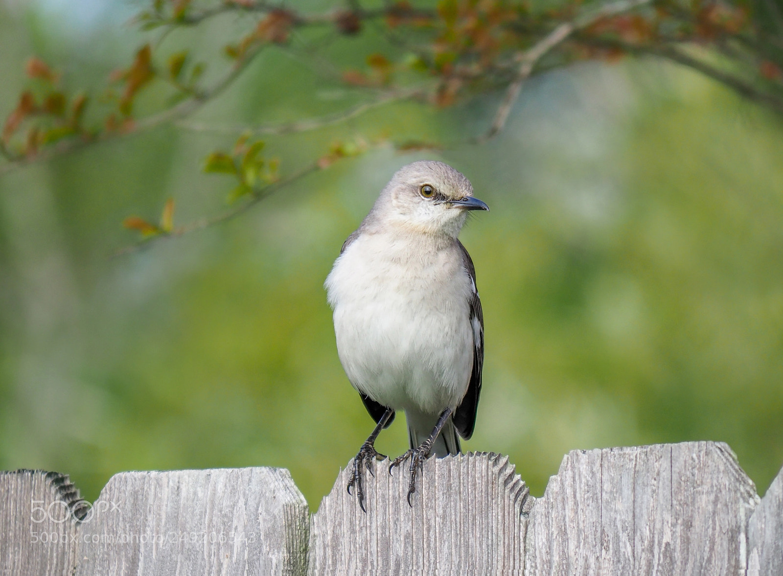 Olympus OM-D E-M1 Mark II sample photo. Spring time photography
