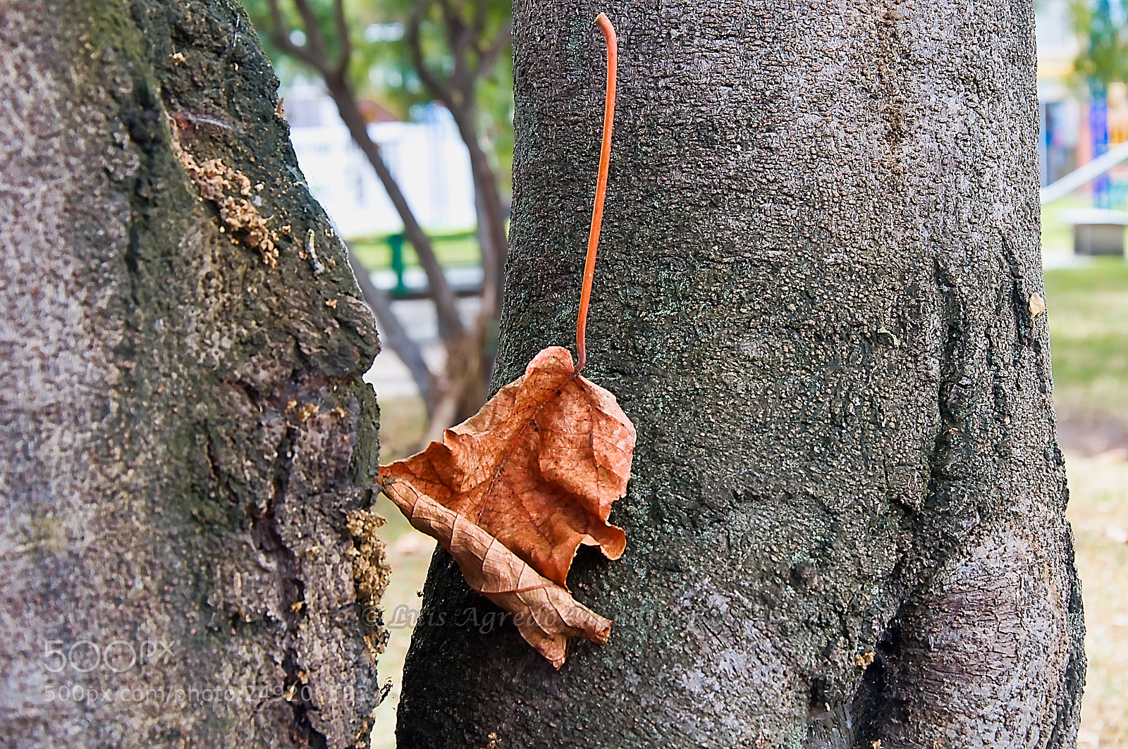 Nikon D90 sample photo. Dry tree leaf photography