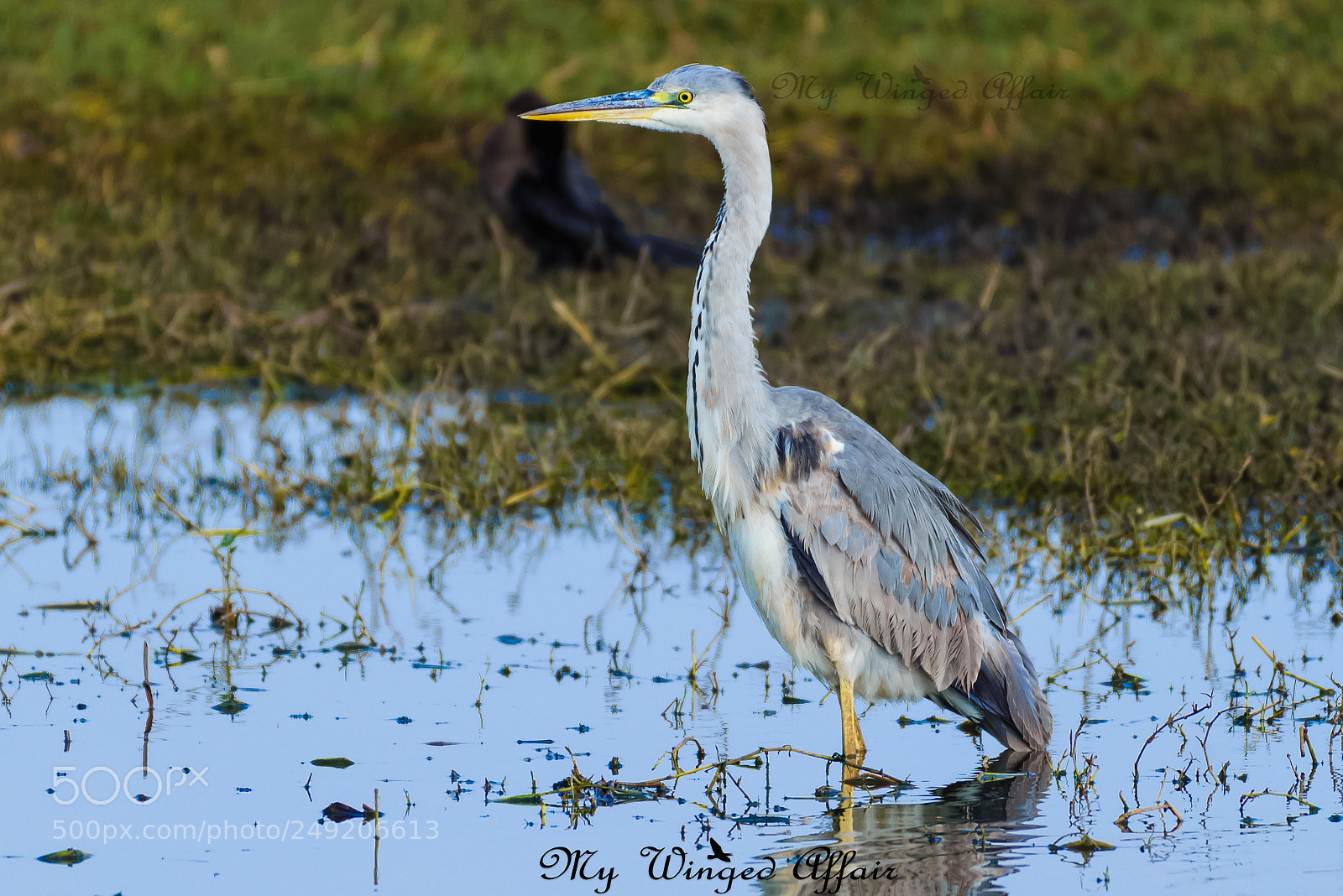 Nikon D610 sample photo. A silent watcher. grey photography