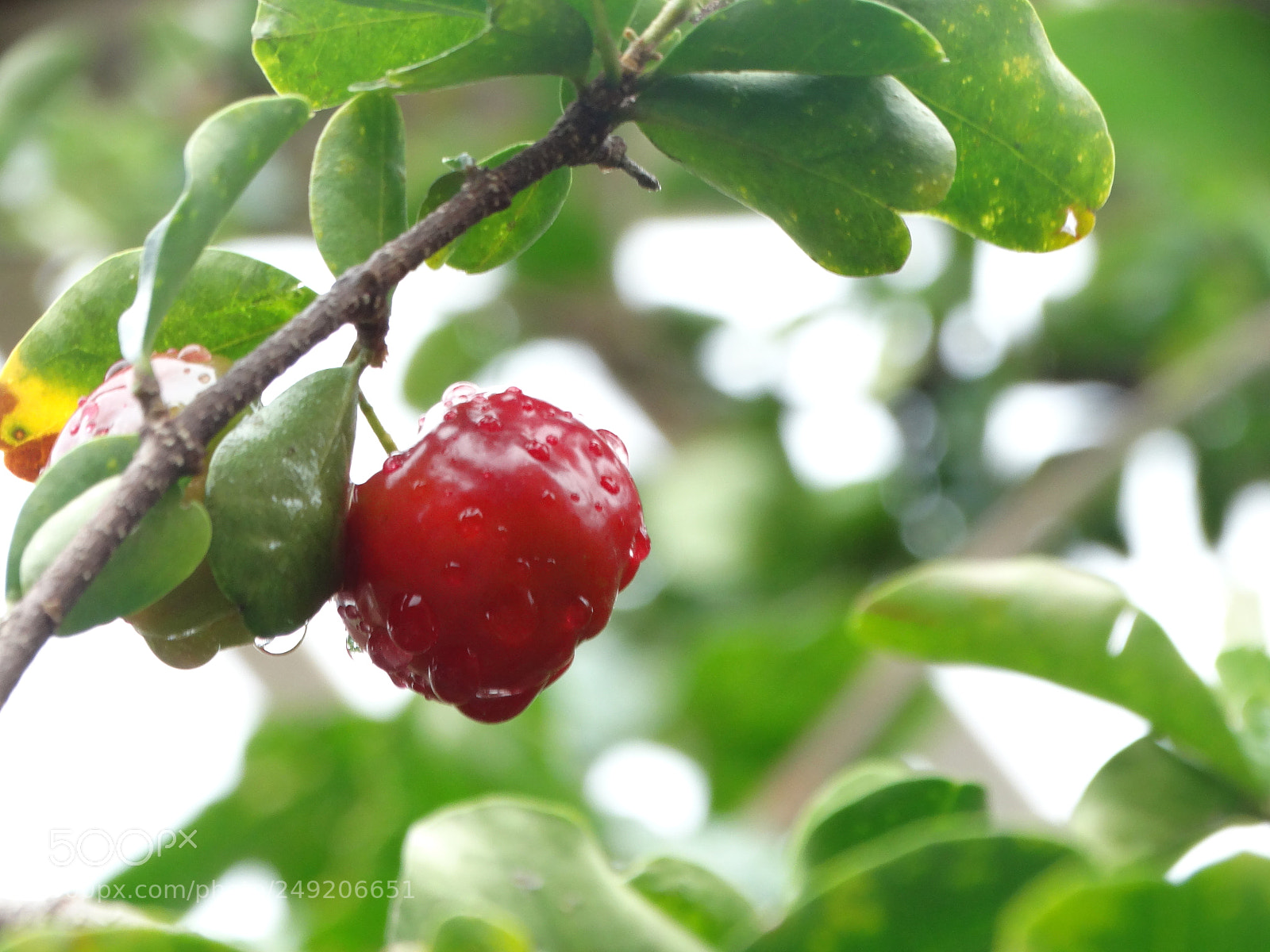 Sony Cyber-shot DSC-HX300 sample photo. Untitled photography