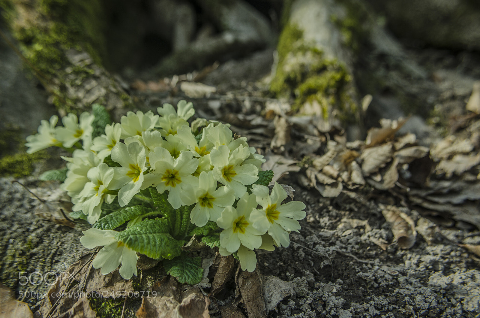 Nikon D5100 sample photo. Brebenelu spring flowers photography