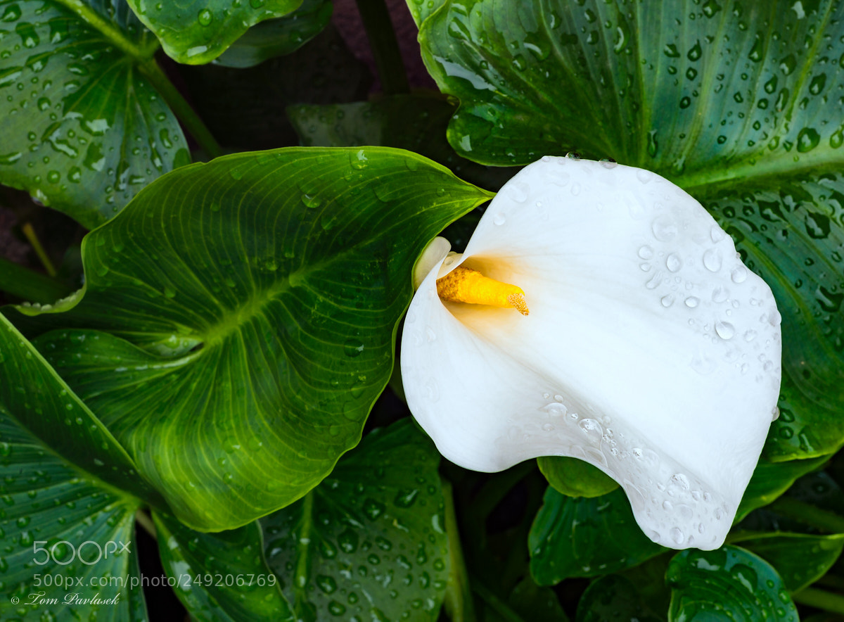 Nikon D600 sample photo. Zantedeschia aethiopica flower photography