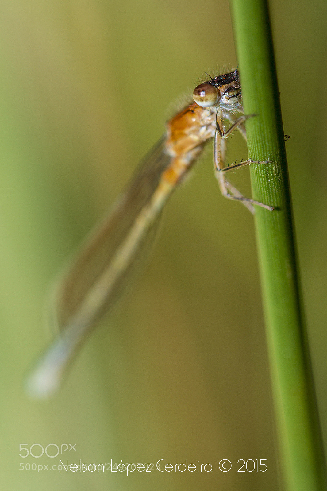 Canon EOS 7D sample photo. Macro 154 photography