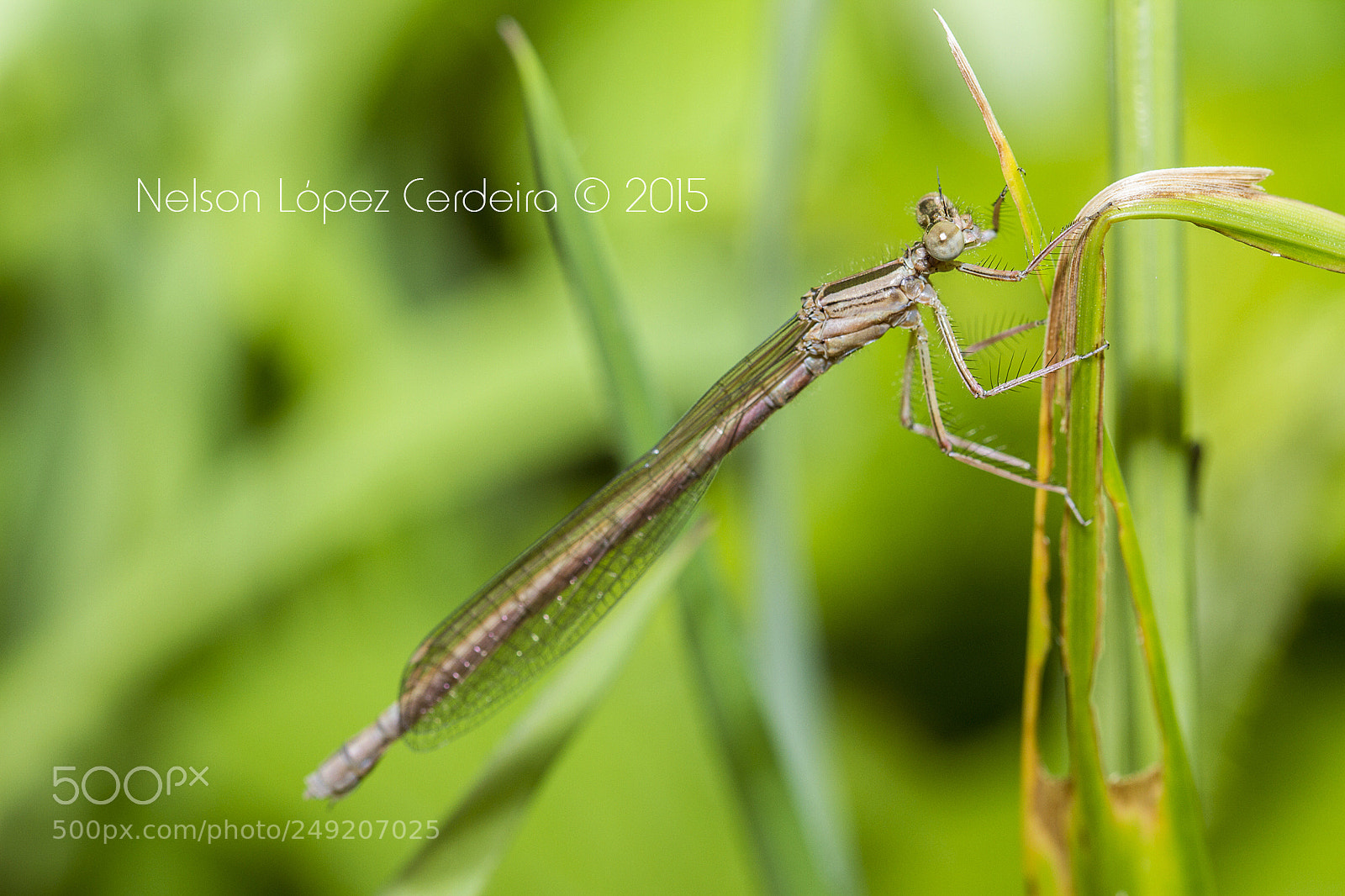 Canon EOS 7D sample photo. Macro 155 photography