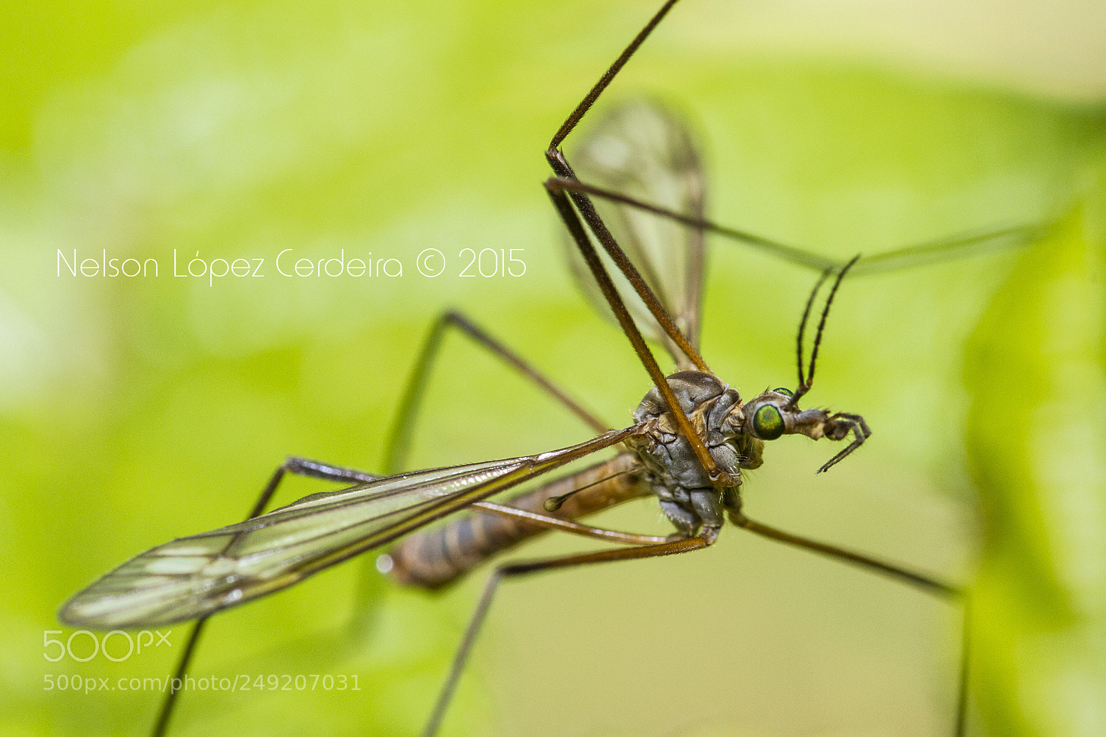 Canon EOS 7D sample photo. Macro 156 photography