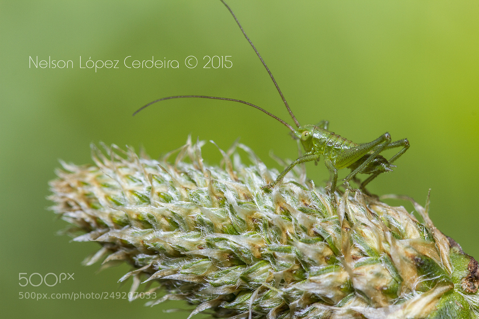 Canon EOS 7D sample photo. Macro 157 photography