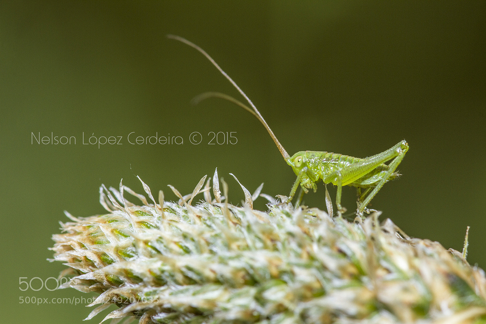 Canon EOS 7D sample photo. Macro 158 photography