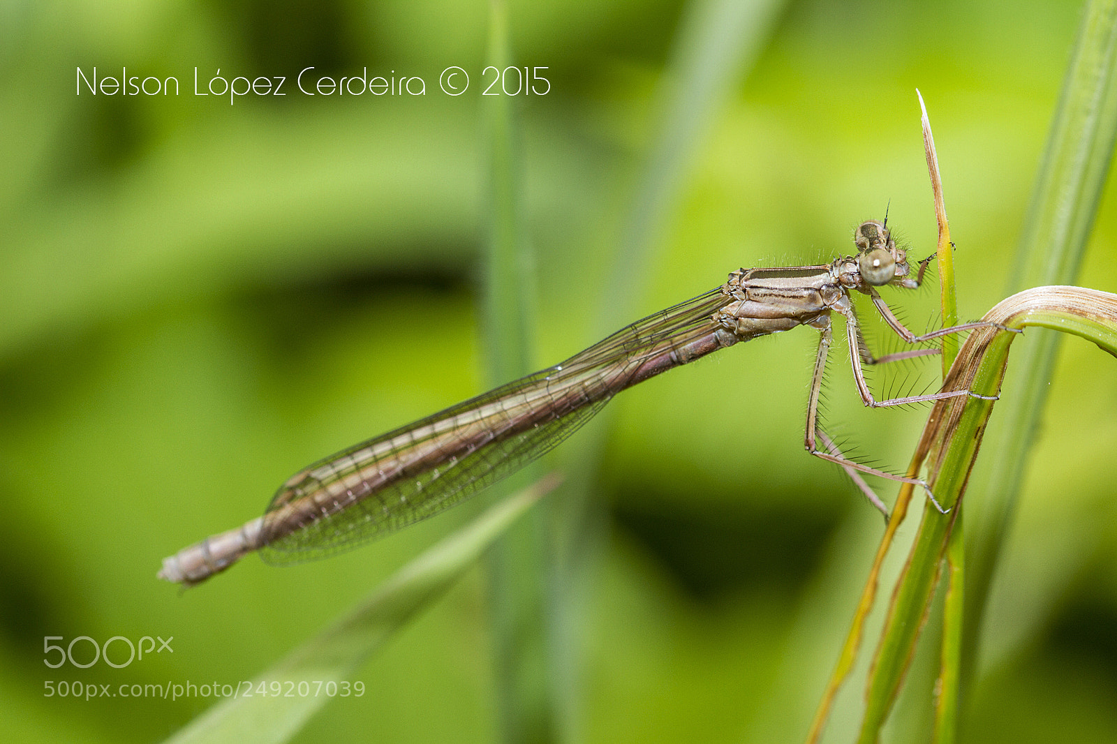 Canon EOS 7D sample photo. Macro 159 photography