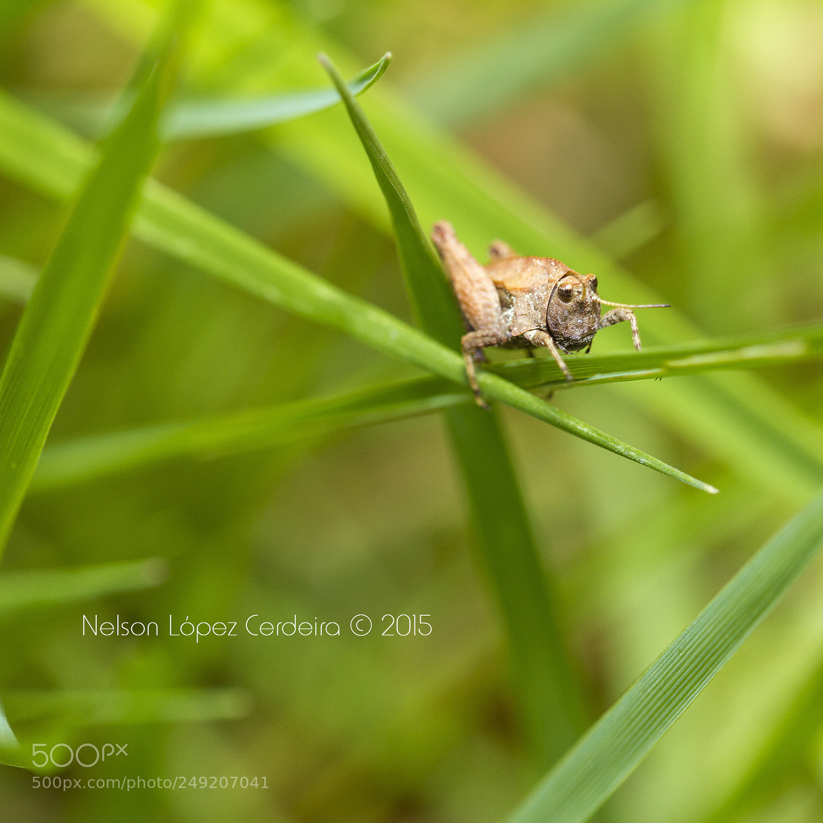 Canon EOS 7D sample photo. Macro 160 photography