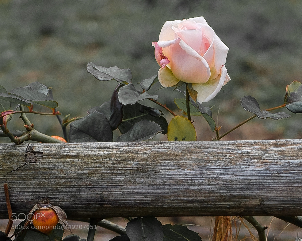 Fujifilm X30 sample photo. Silvestre photography
