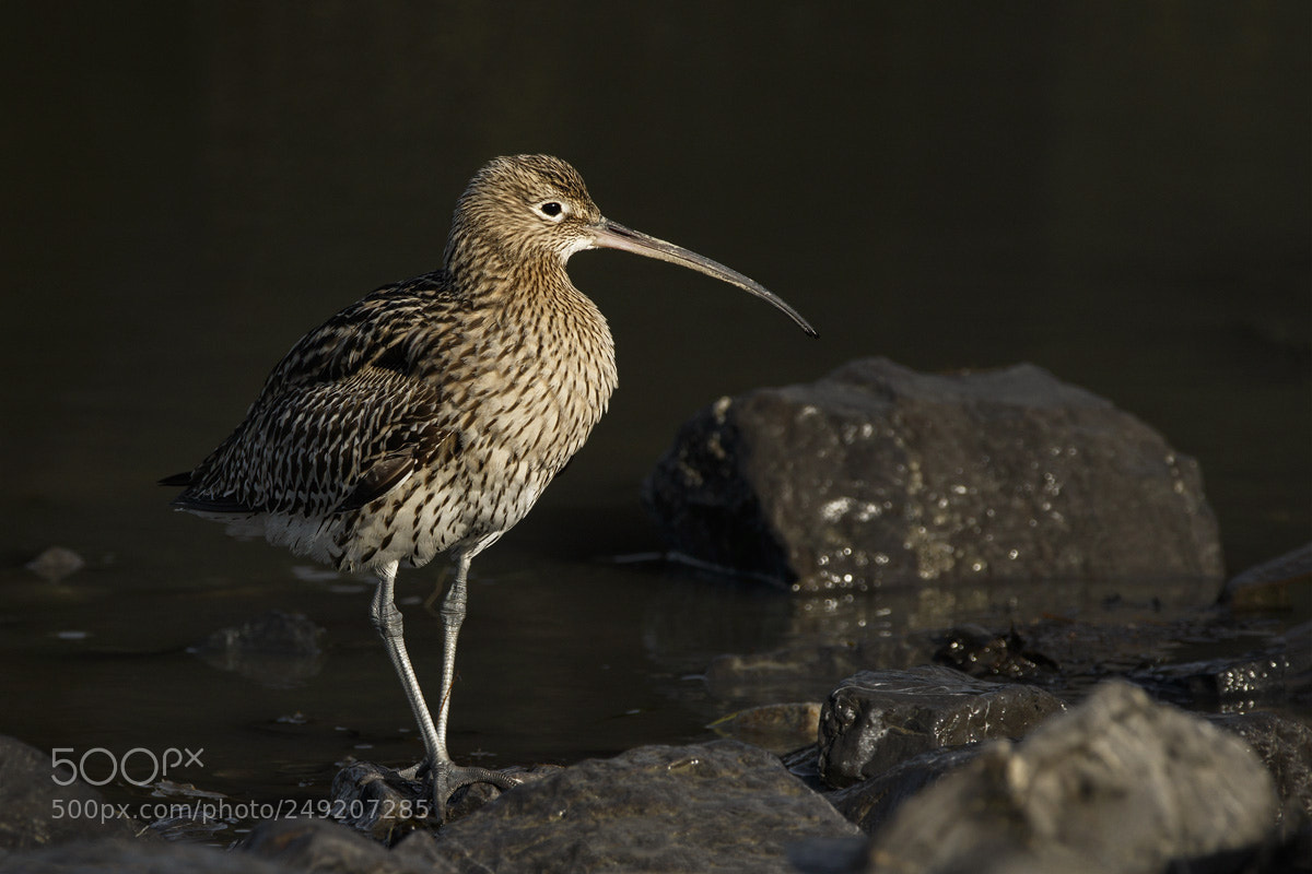Canon EOS 7D Mark II sample photo. Eurasian curlew photography