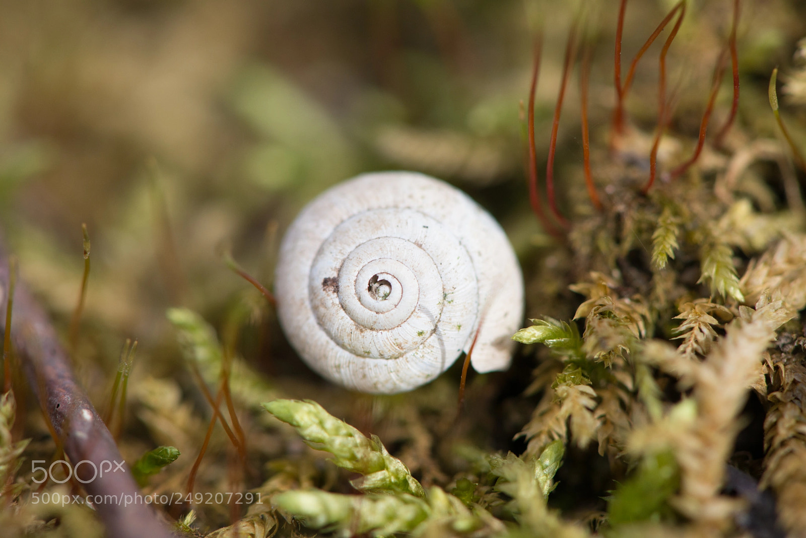 Nikon D800 sample photo. Dead snail‘s tale photography