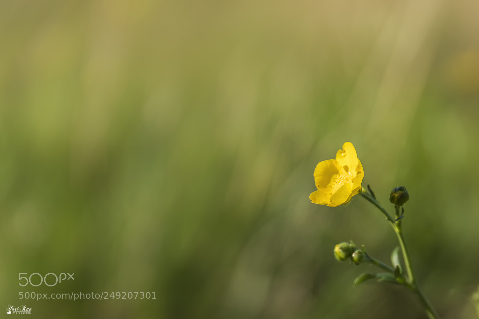 Nikon D810 sample photo. The one... photography