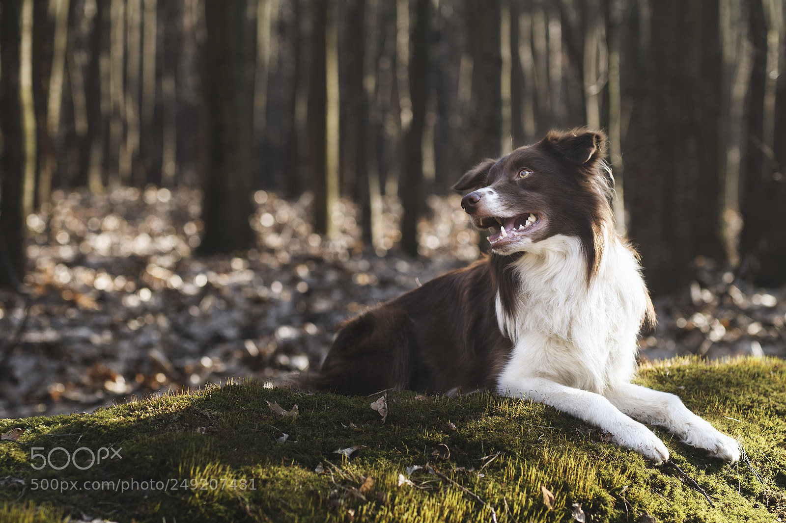 Canon EOS 80D sample photo. Chocolate and cashmere photography