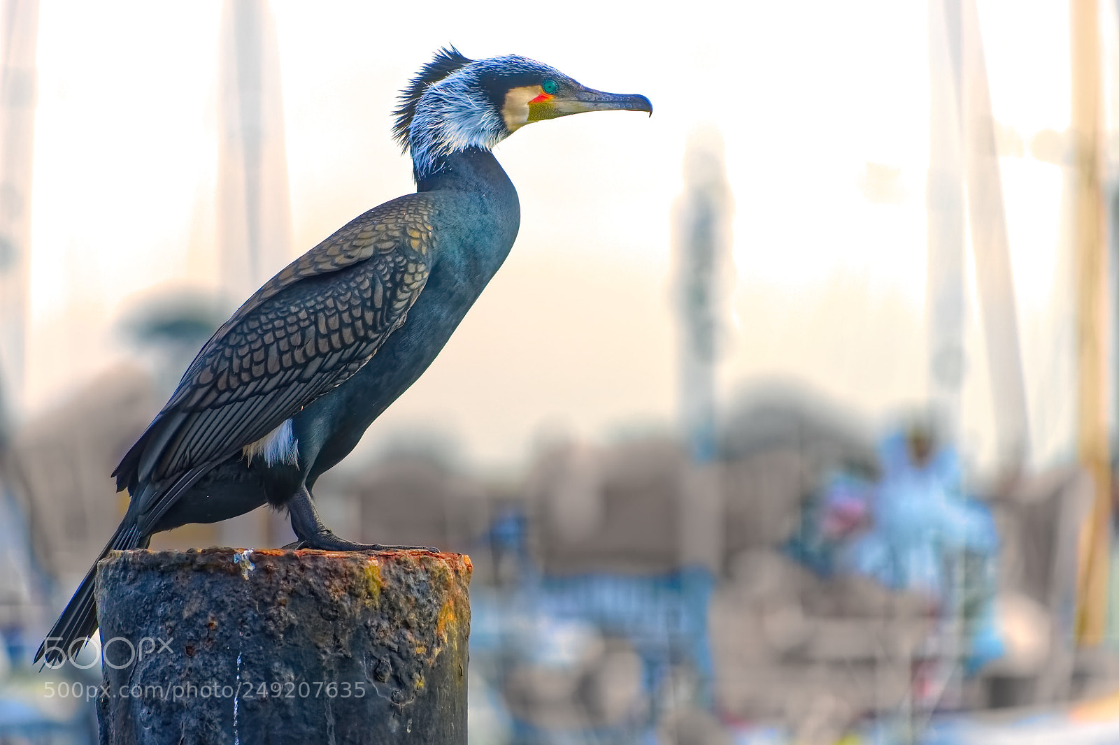 Sony SLT-A99V sample photo. Cormorant. photography