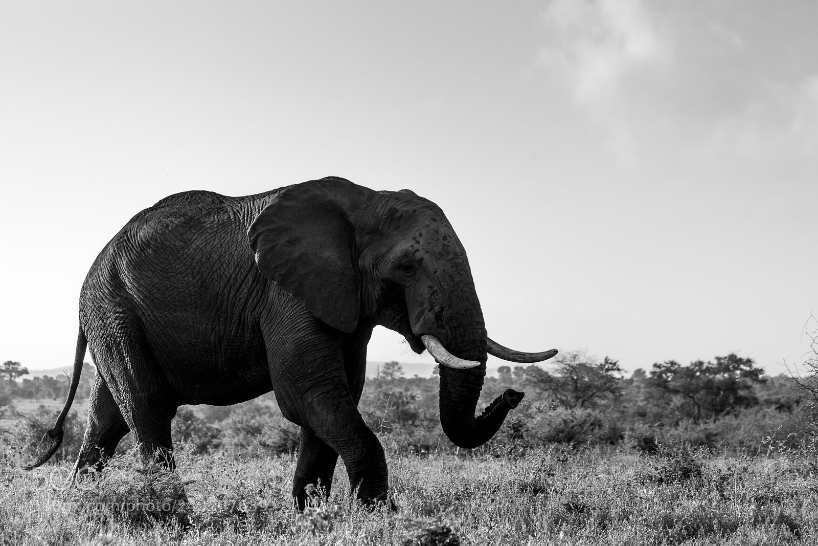 Canon EOS 5D Mark II sample photo. Walking elephant photography
