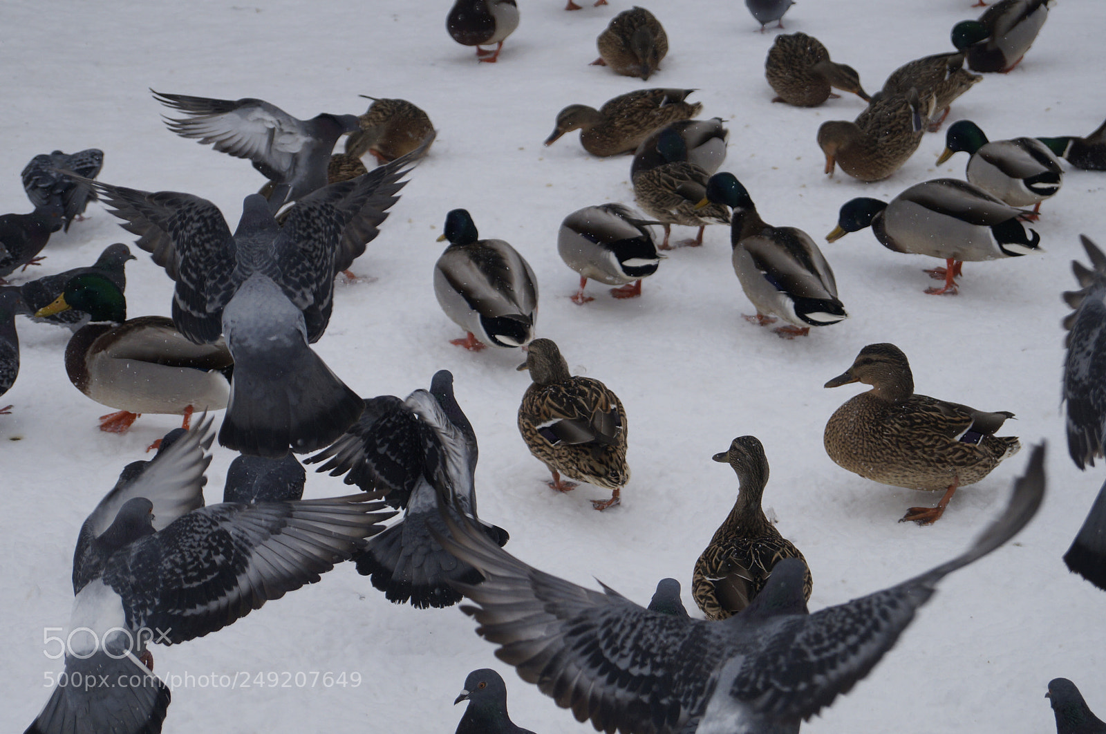 Sony SLT-A57 sample photo. Untitled photography