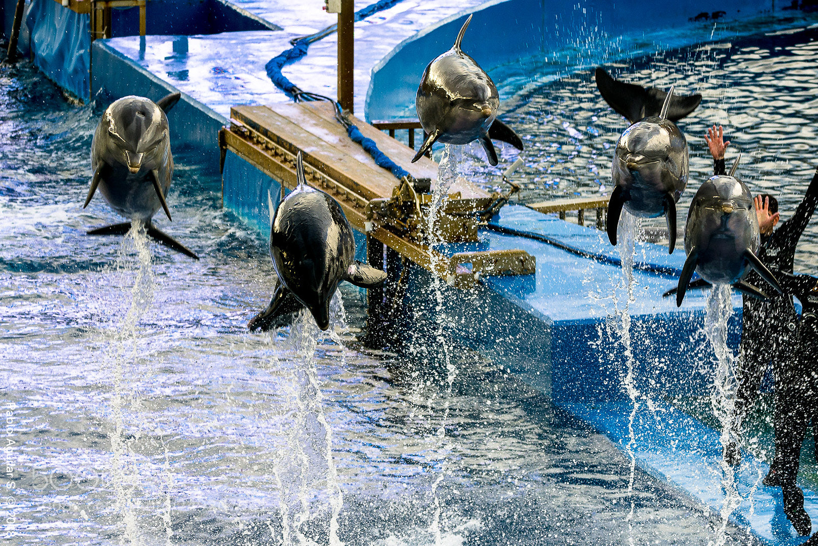 Nikon D7200 sample photo. Dolphinarium l'oceanografic photography