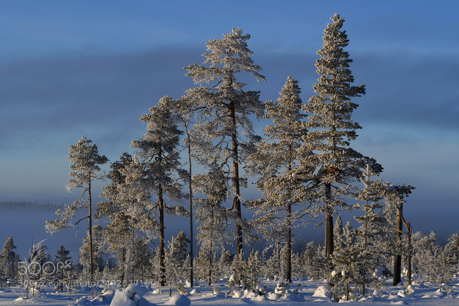 Nikon D7500 sample photo. Pine trees in winter photography