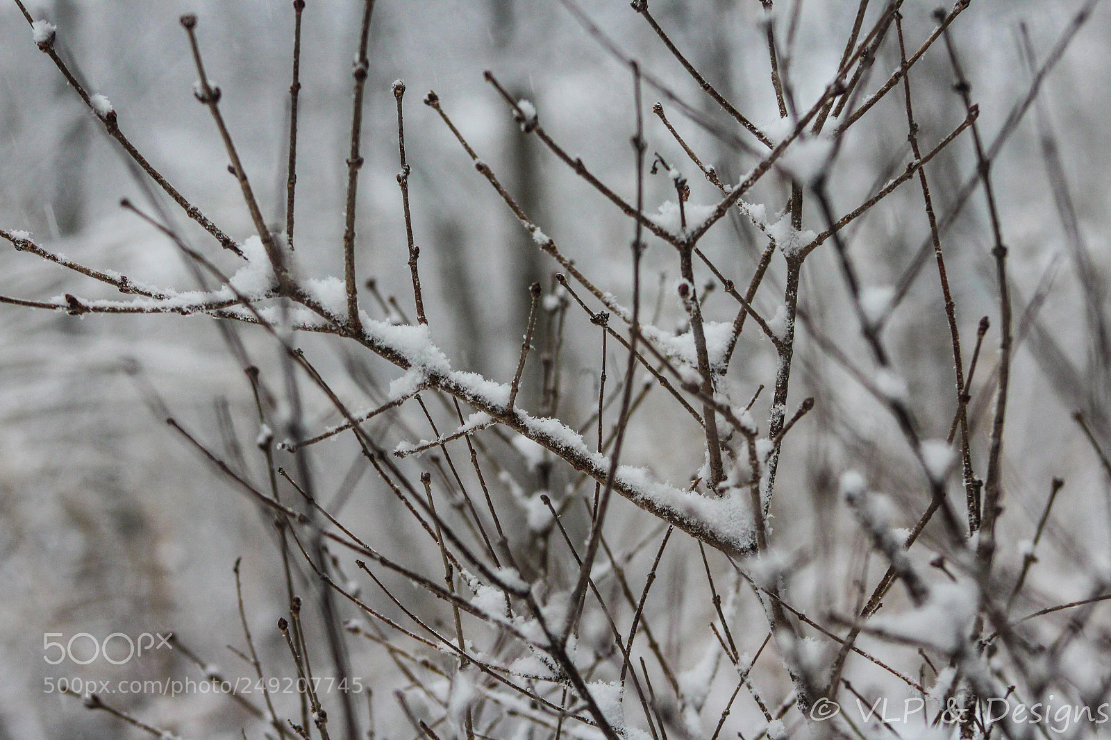 Canon EOS 1200D (EOS Rebel T5 / EOS Kiss X70 / EOS Hi) sample photo. Twigs photography