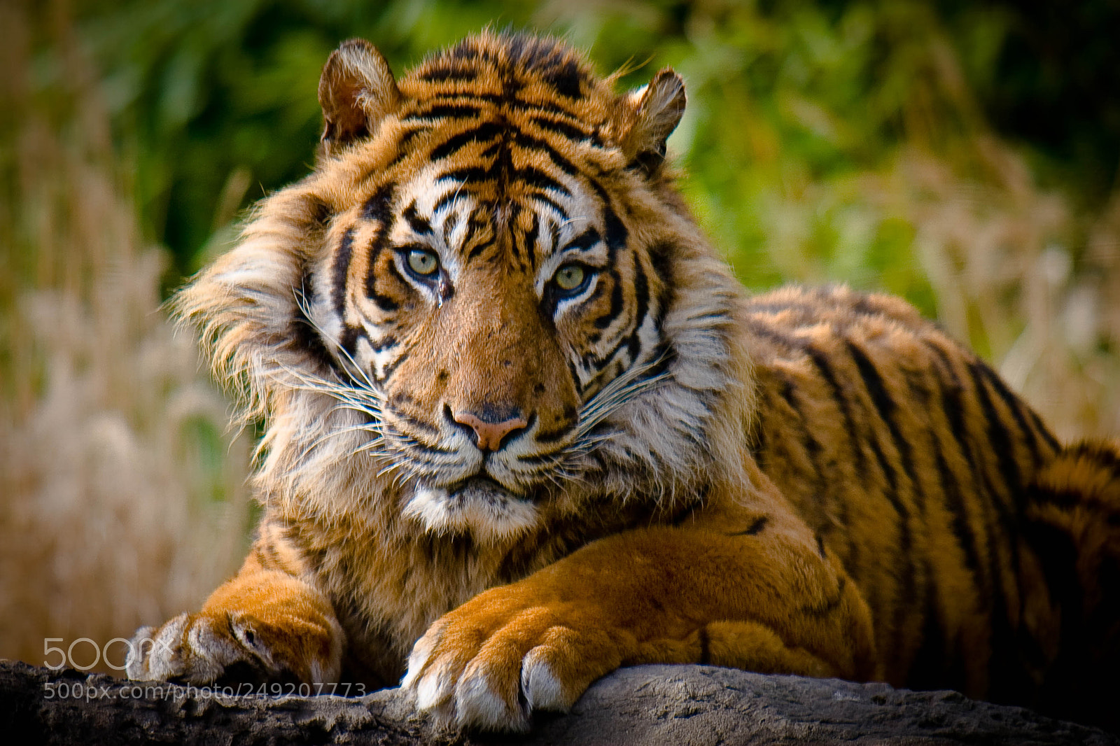 Canon EOS 30D sample photo. Tiger blijdorp zoo photography