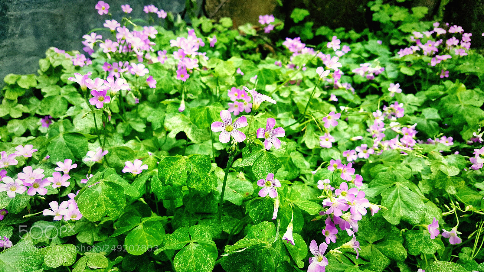 Samsung Galaxy S6 sample photo. 花儿 photography