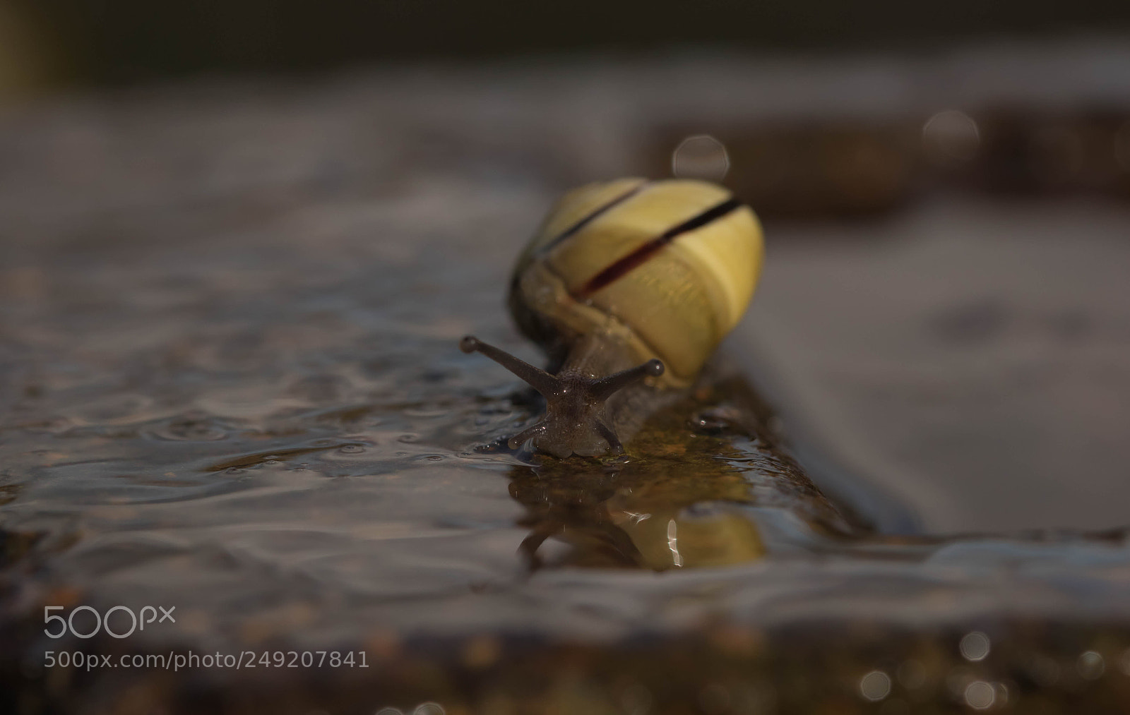 Canon EOS 7D Mark II sample photo. Escargot photography