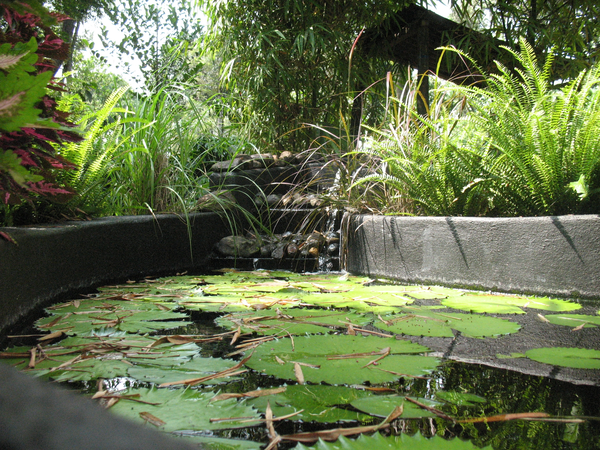 Canon POWERSHOT A630 sample photo. Pond full of lotus leaves! photography