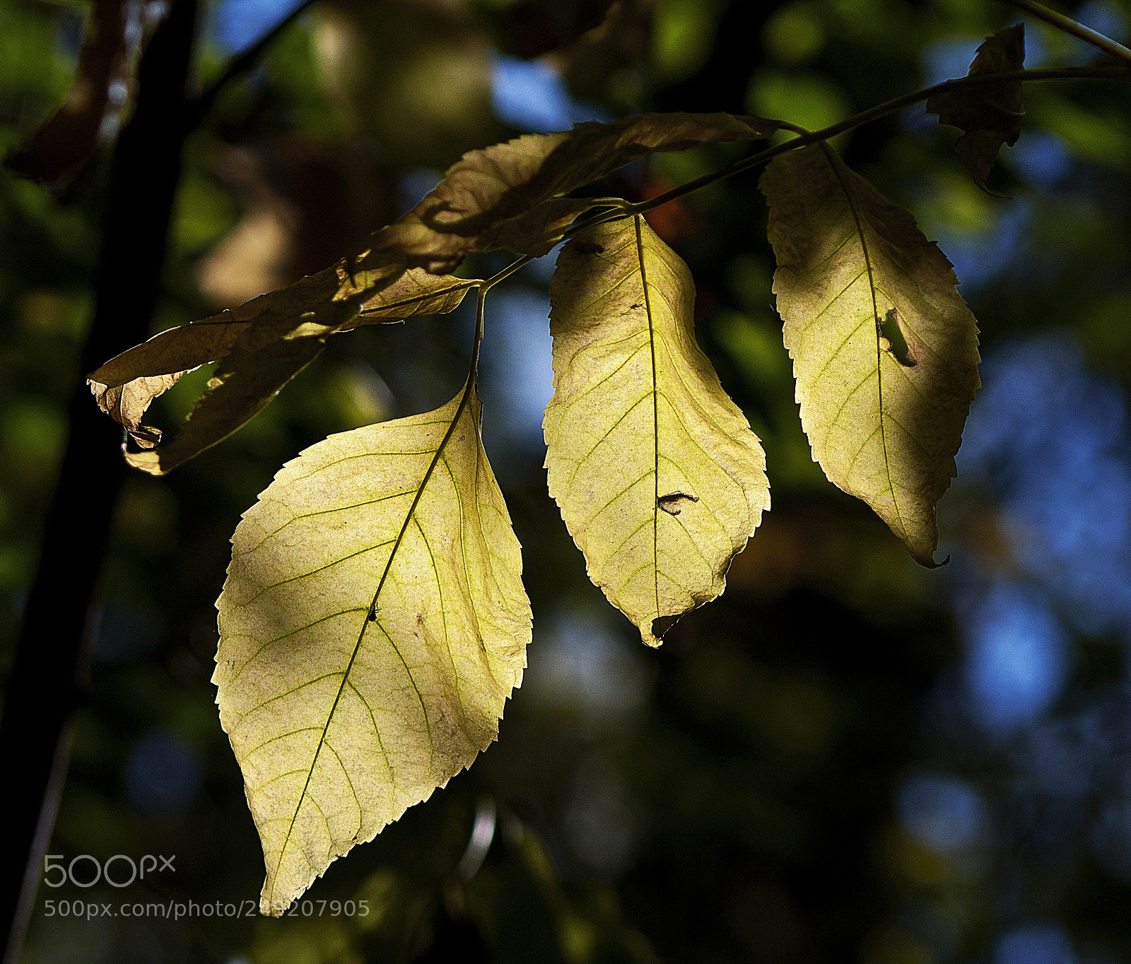 Canon EOS 40D sample photo. Lanterns of the autumn photography