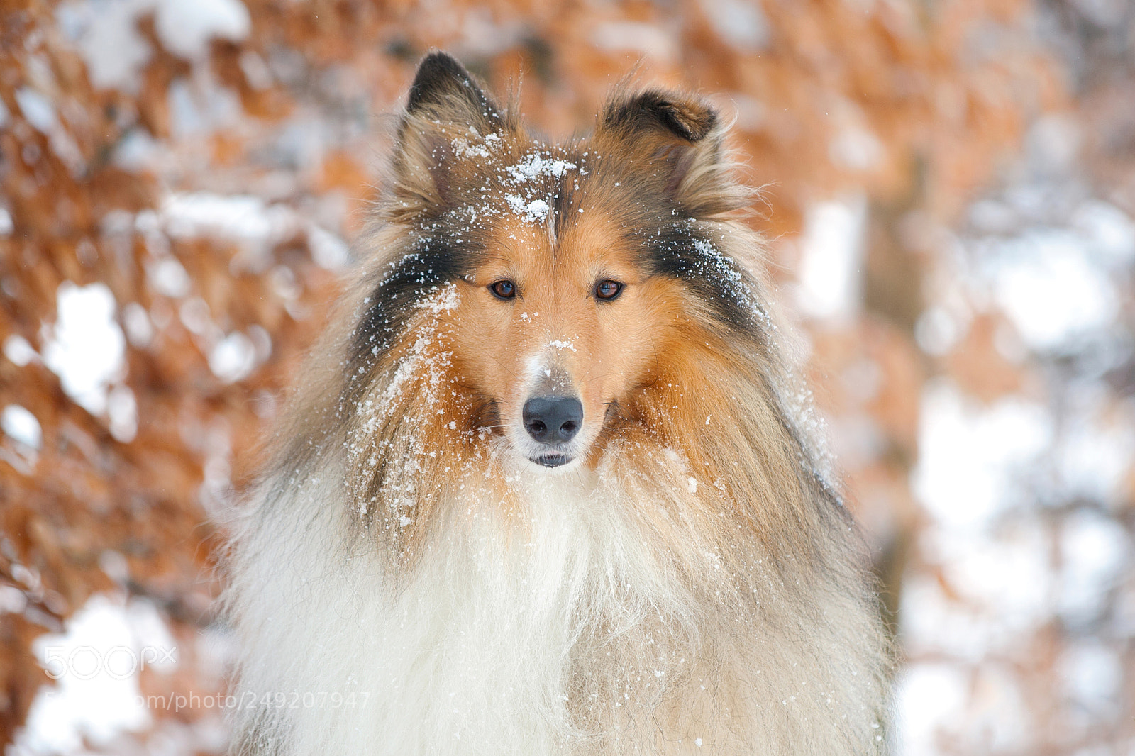 Canon EOS-1D Mark III sample photo. Collie im schnee photography