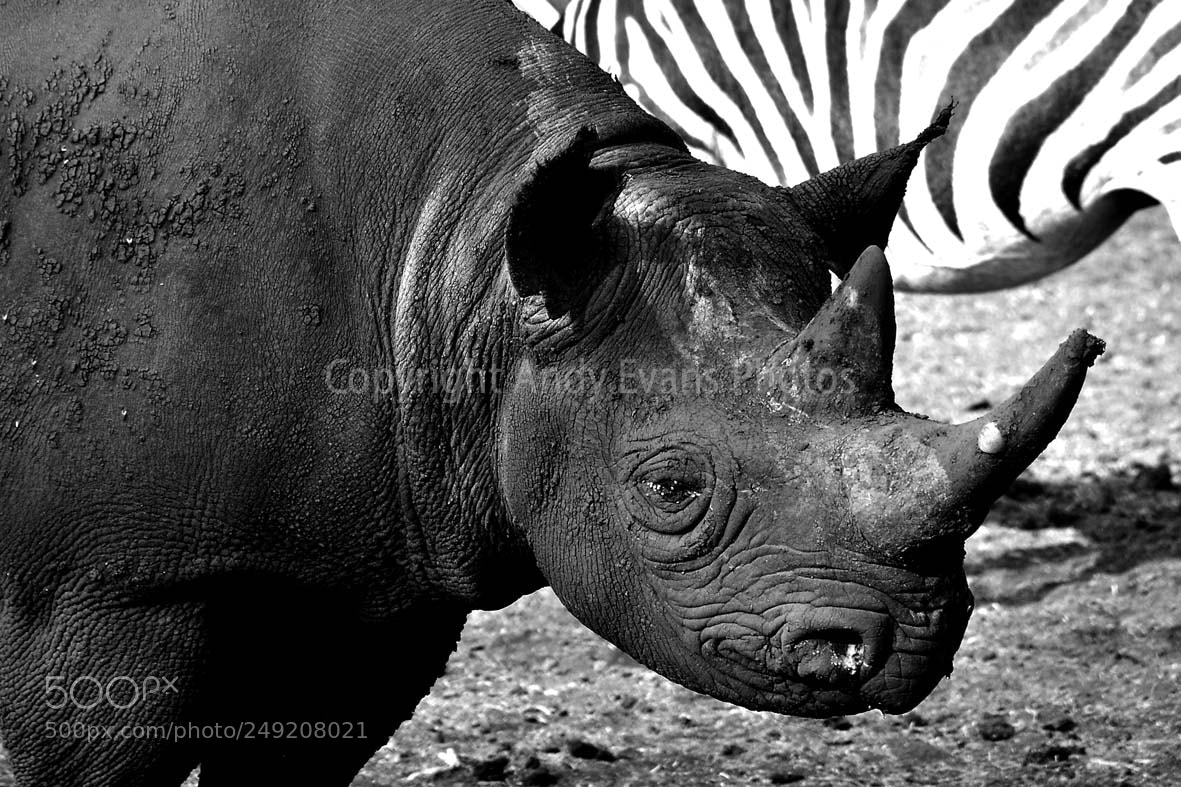 Nikon D3000 sample photo. Black rhinoceros rhino diceros photography