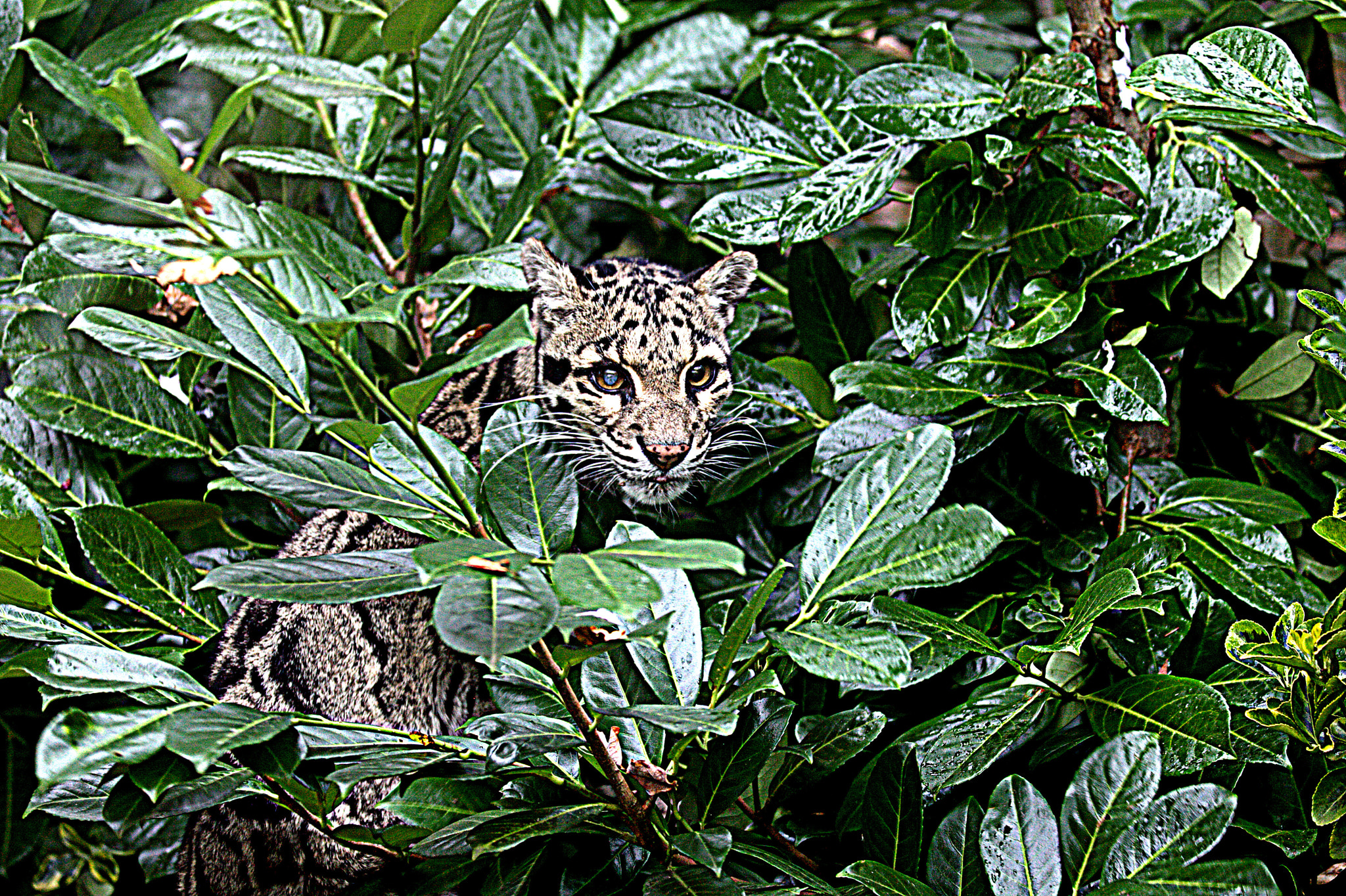 Canon EOS 5D Mark II + Canon EF 70-200mm F2.8L IS II USM sample photo. Leopard in a tree photography