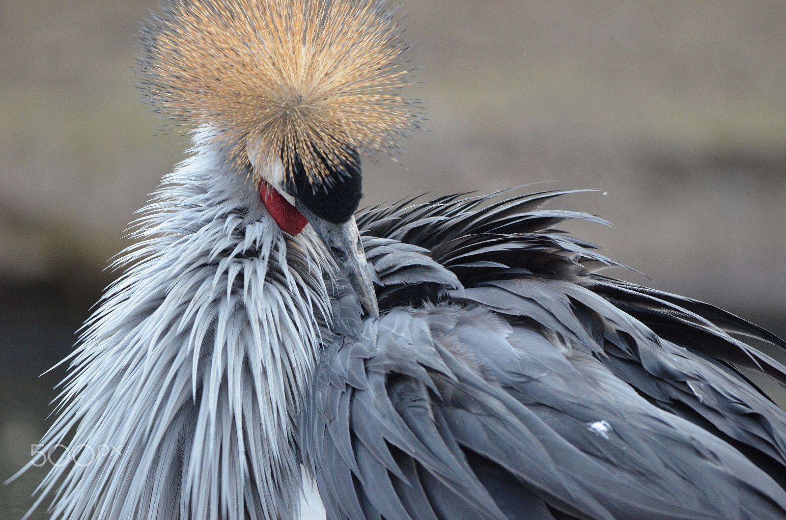 Nikon D5100 + Sigma 150-500mm F5-6.3 DG OS HSM sample photo. Crane (mahem) 2 photography