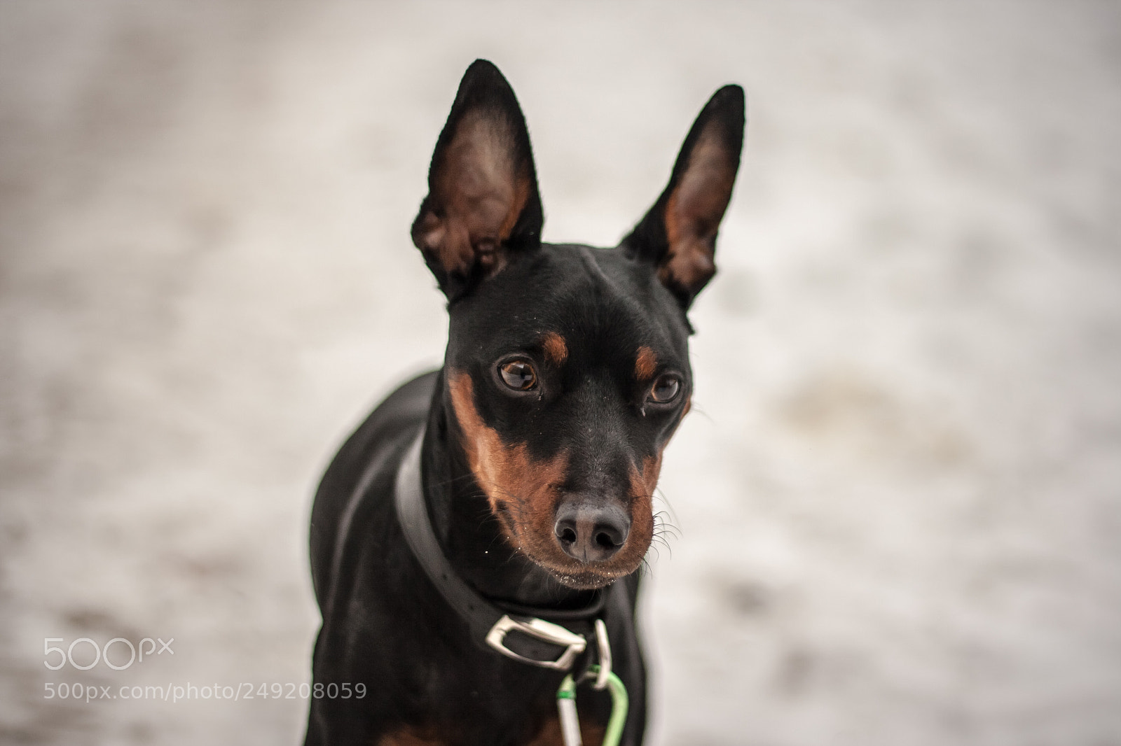 Canon EOS 1000D (EOS Digital Rebel XS / EOS Kiss F) sample photo. Dog photography