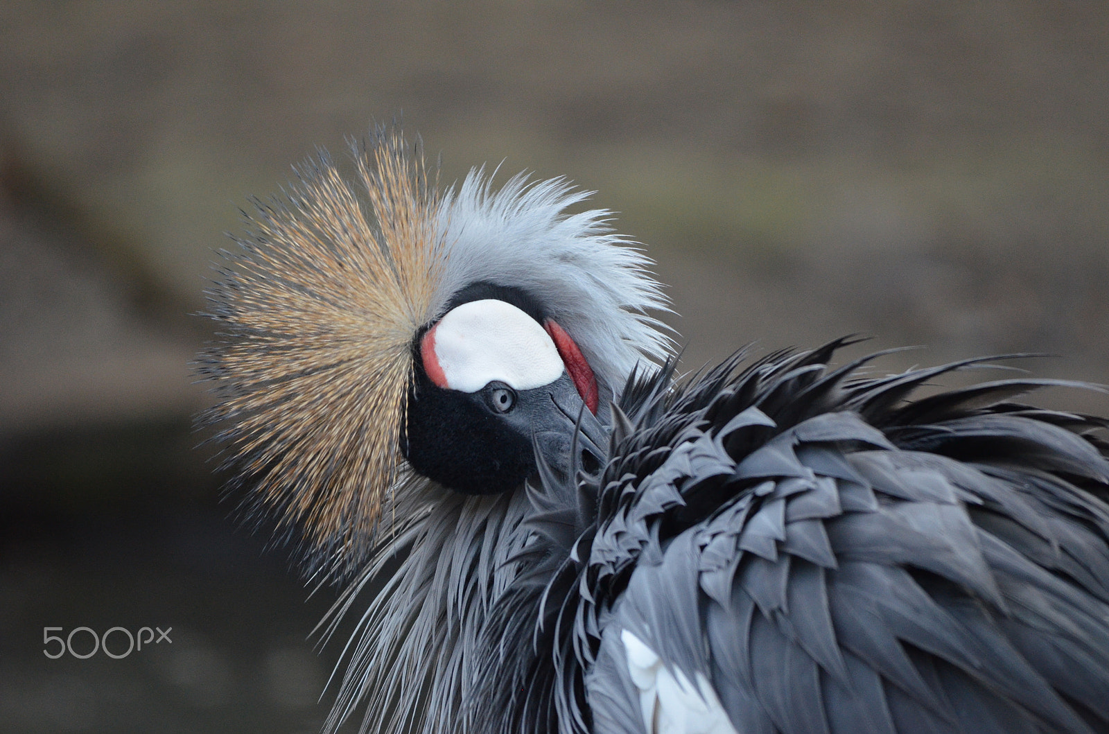 Nikon D5100 + Sigma 150-500mm F5-6.3 DG OS HSM sample photo. Crane (mahem)3 photography