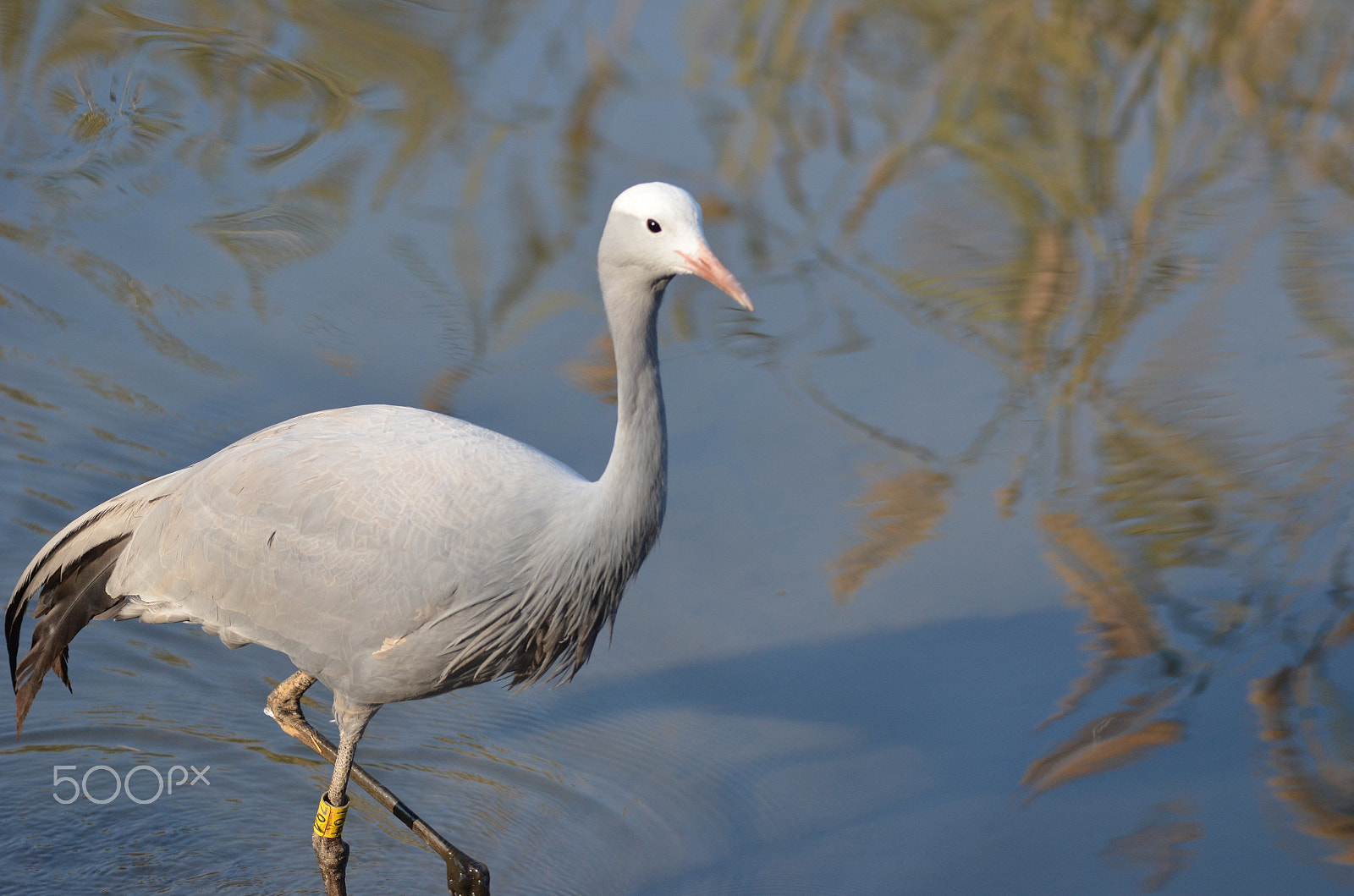 Nikon D5100 + Sigma 150-500mm F5-6.3 DG OS HSM sample photo. Crane 4 photography