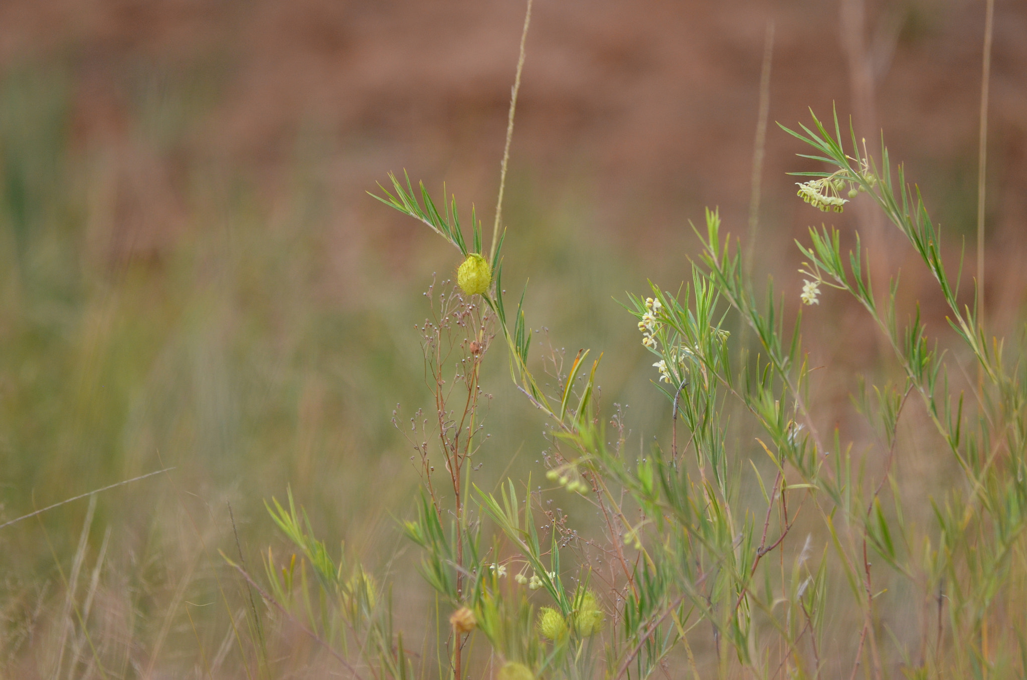 Sigma 150-500mm F5-6.3 DG OS HSM sample photo. Grass flowers photography