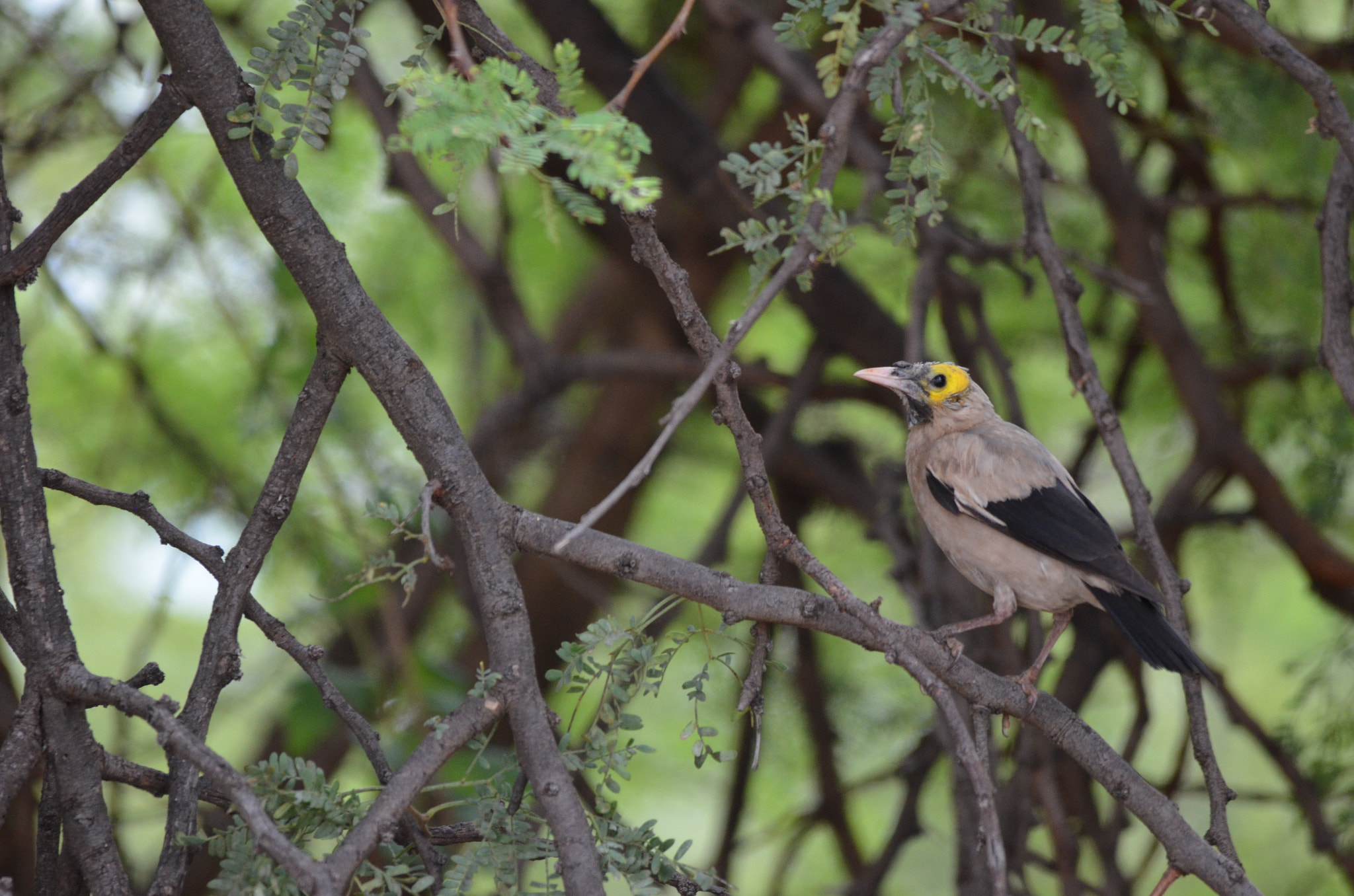 Nikon D5100 + Sigma 150-500mm F5-6.3 DG OS HSM sample photo. Ugly bird photography